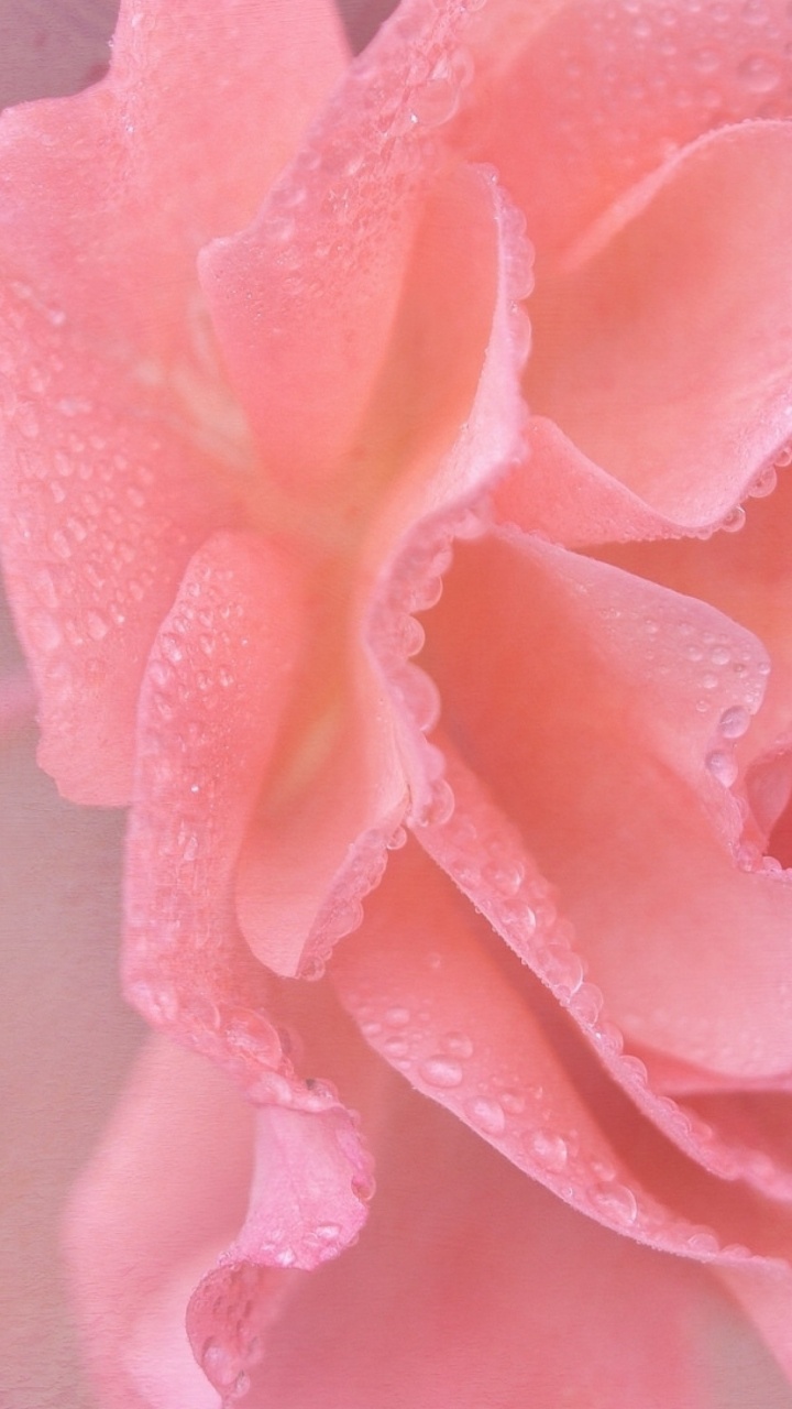 Pink Flower in Close up Photography. Wallpaper in 720x1280 Resolution