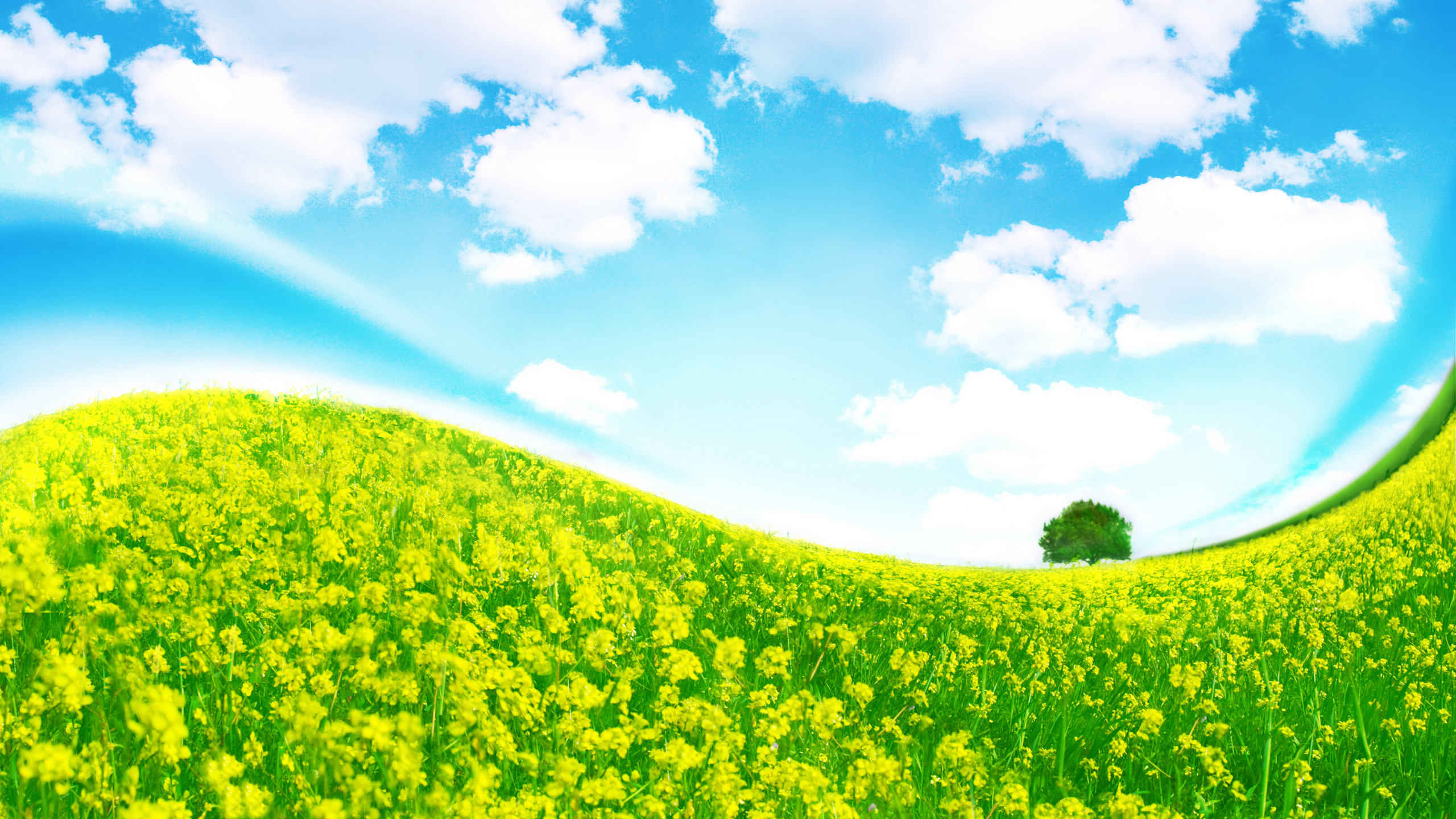 Champ D'herbe Verte Sous Ciel Bleu et Nuages Blancs Pendant la Journée. Wallpaper in 2560x1440 Resolution