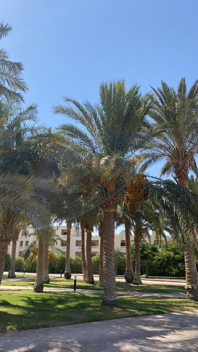 Date Palm, Palm Trees, Tree, Woody Plant, Trunk. Wallpaper in 750x1334 Resolution
