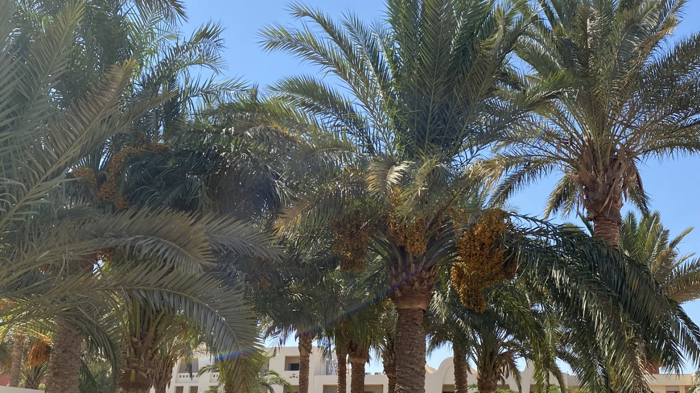 Dattelpalme, Palme, Baum, Woody Pflanze, Stamm. Wallpaper in 1366x768 Resolution