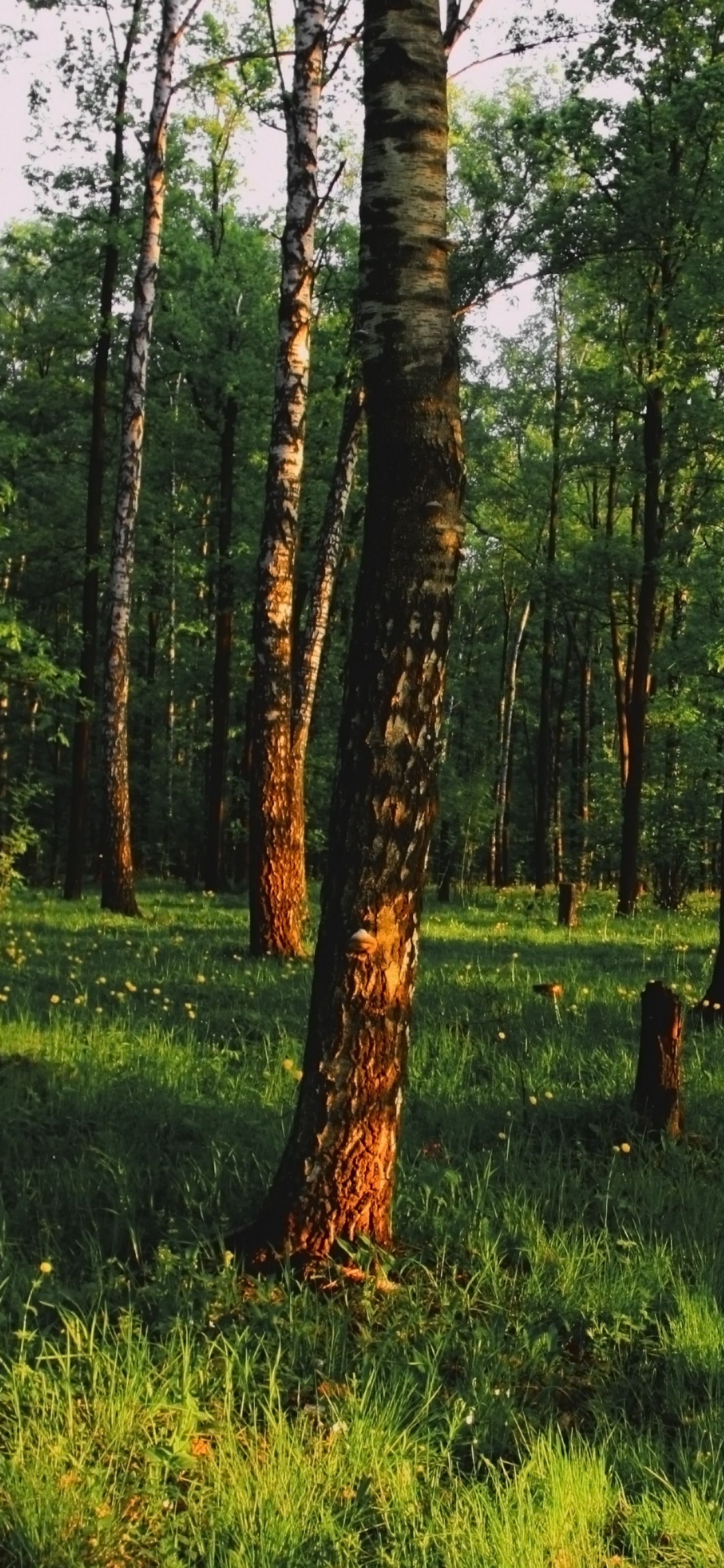 Green Grass and Trees During Daytime. Wallpaper in 1125x2436 Resolution