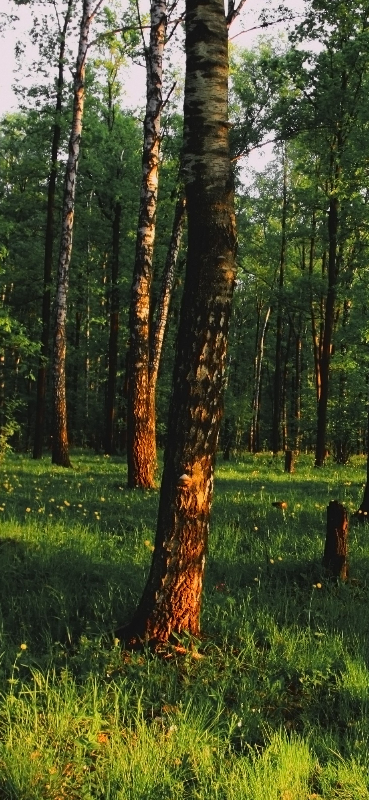 Green Grass and Trees During Daytime. Wallpaper in 1242x2688 Resolution