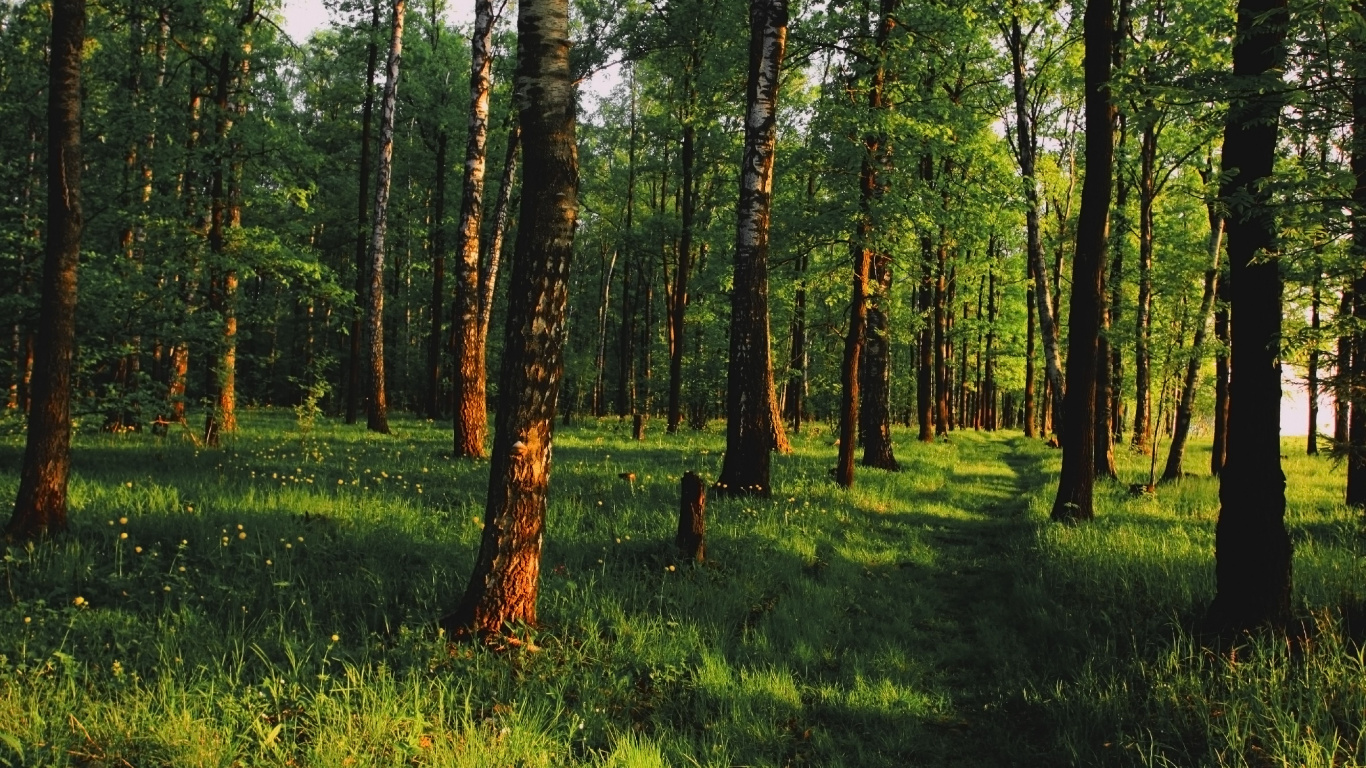 Green Grass and Trees During Daytime. Wallpaper in 1366x768 Resolution