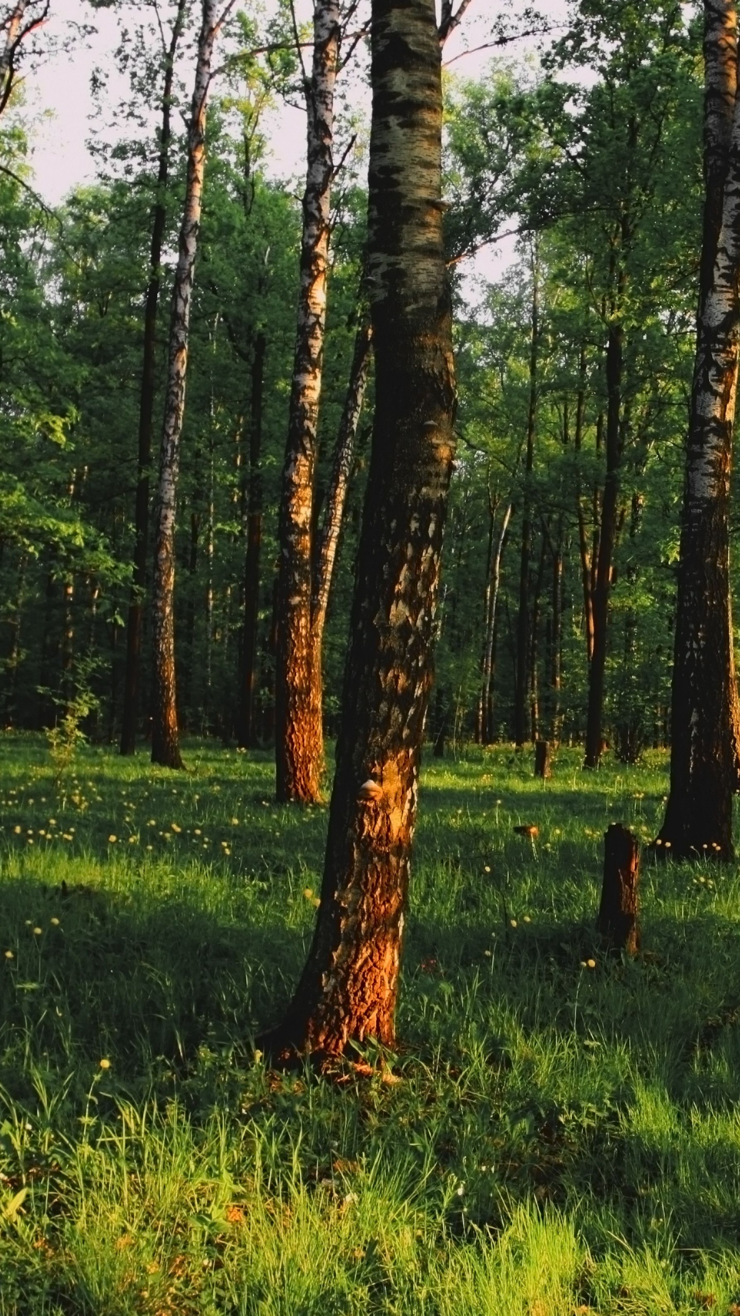 Green Grass and Trees During Daytime. Wallpaper in 1440x2560 Resolution