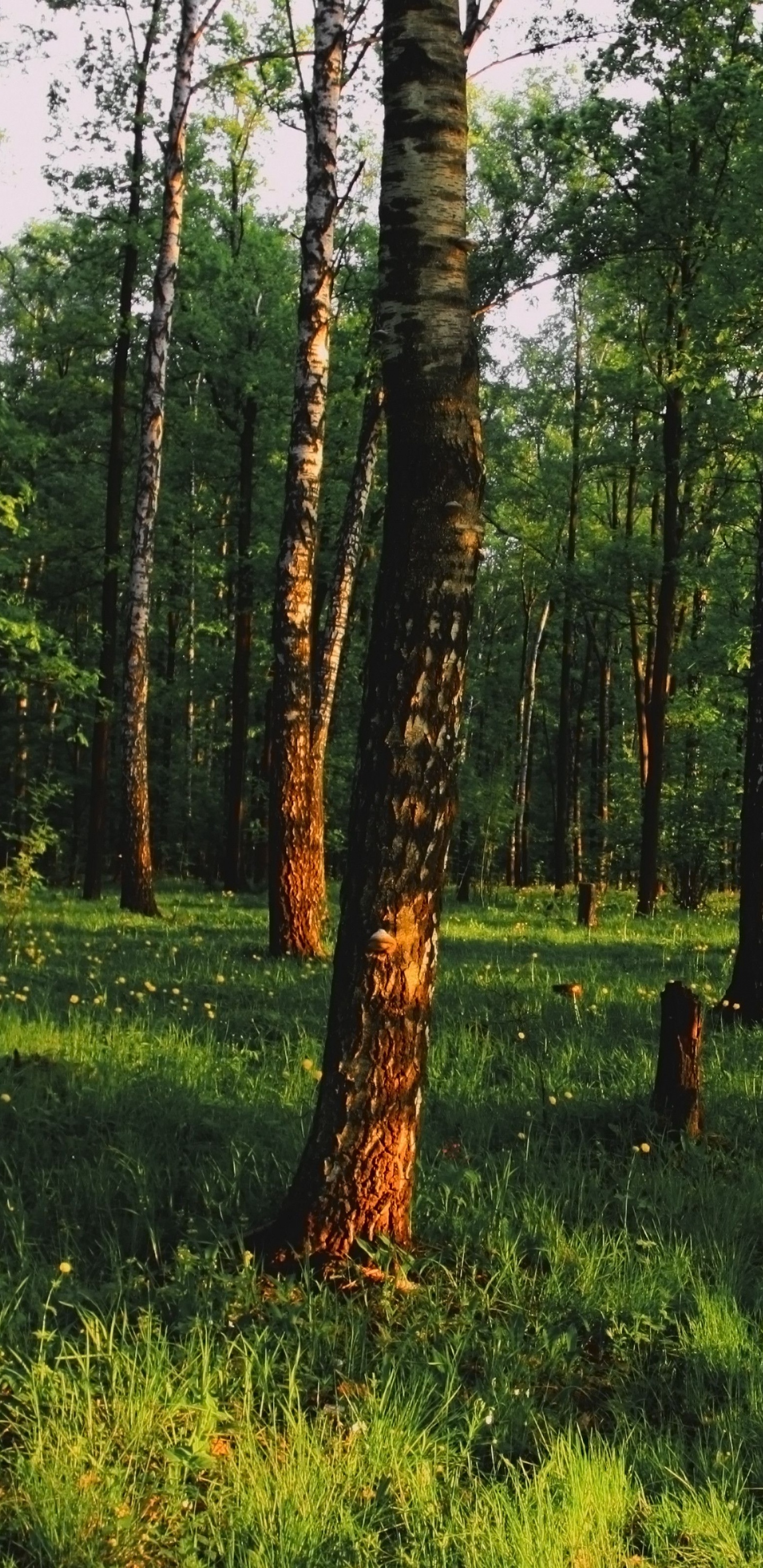 Green Grass and Trees During Daytime. Wallpaper in 1440x2960 Resolution