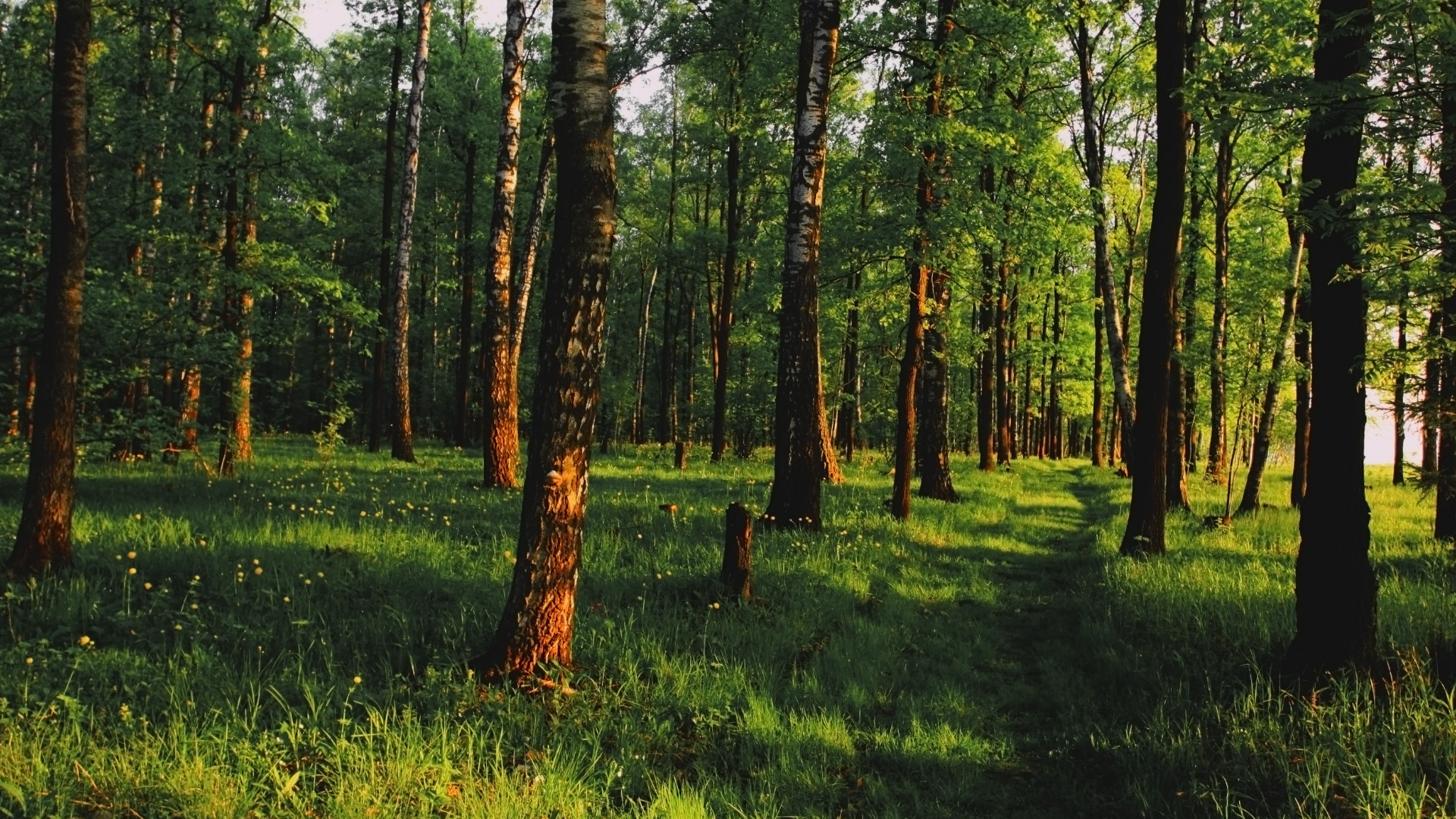 Green Grass and Trees During Daytime. Wallpaper in 1920x1080 Resolution