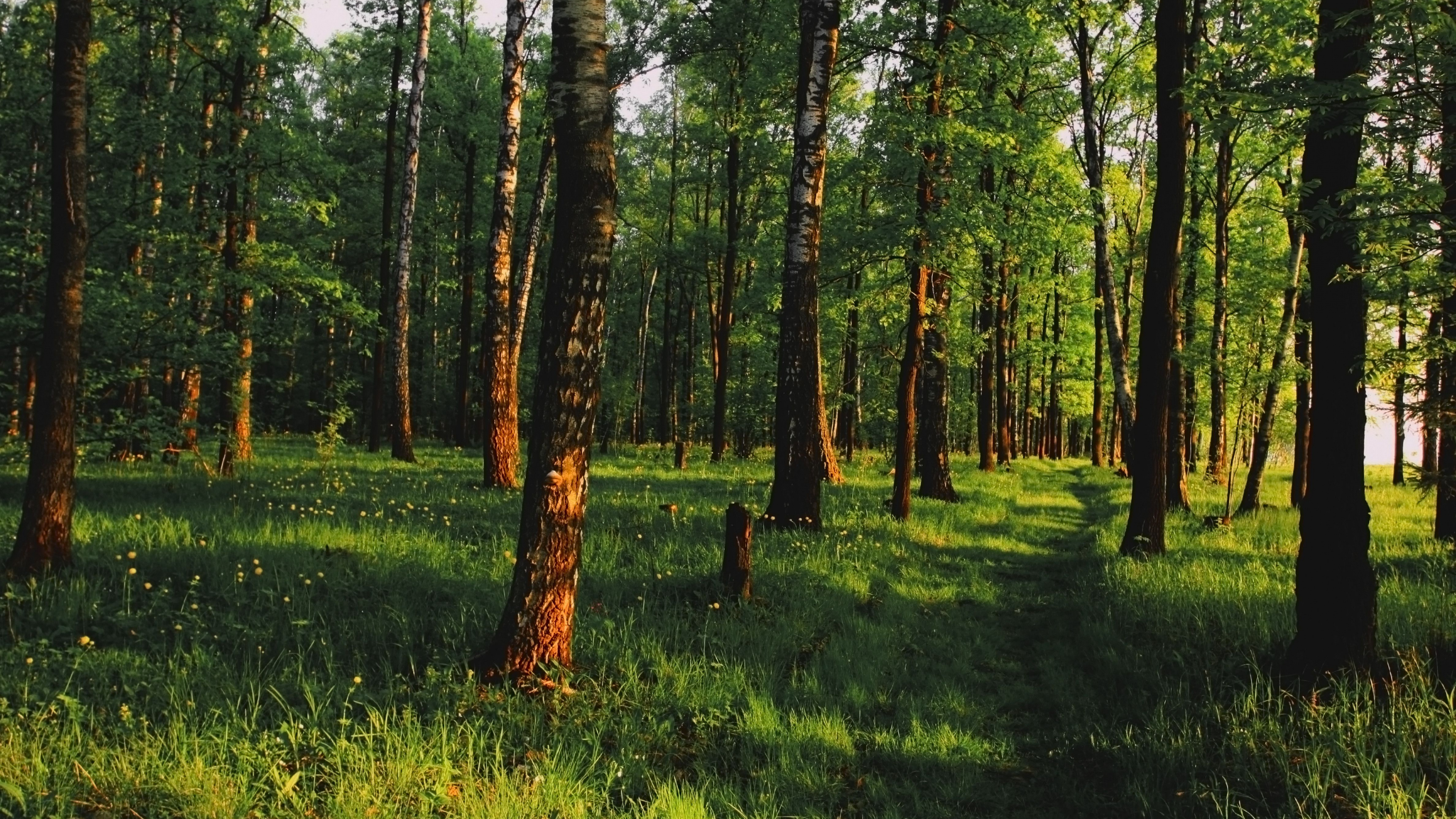 Green Grass and Trees During Daytime. Wallpaper in 3840x2160 Resolution
