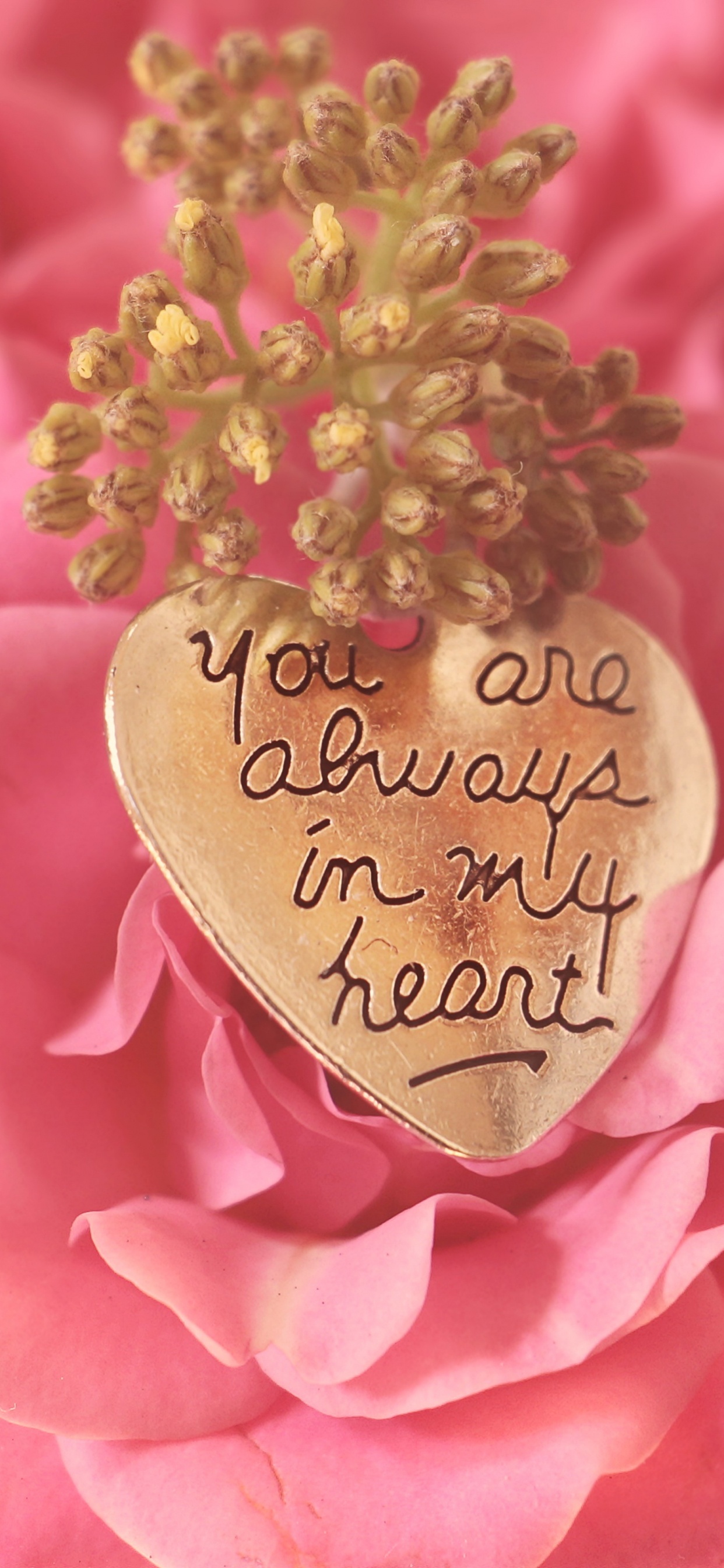 Valentines Day, Pink, Garden Roses, Flower, Petal. Wallpaper in 1242x2688 Resolution