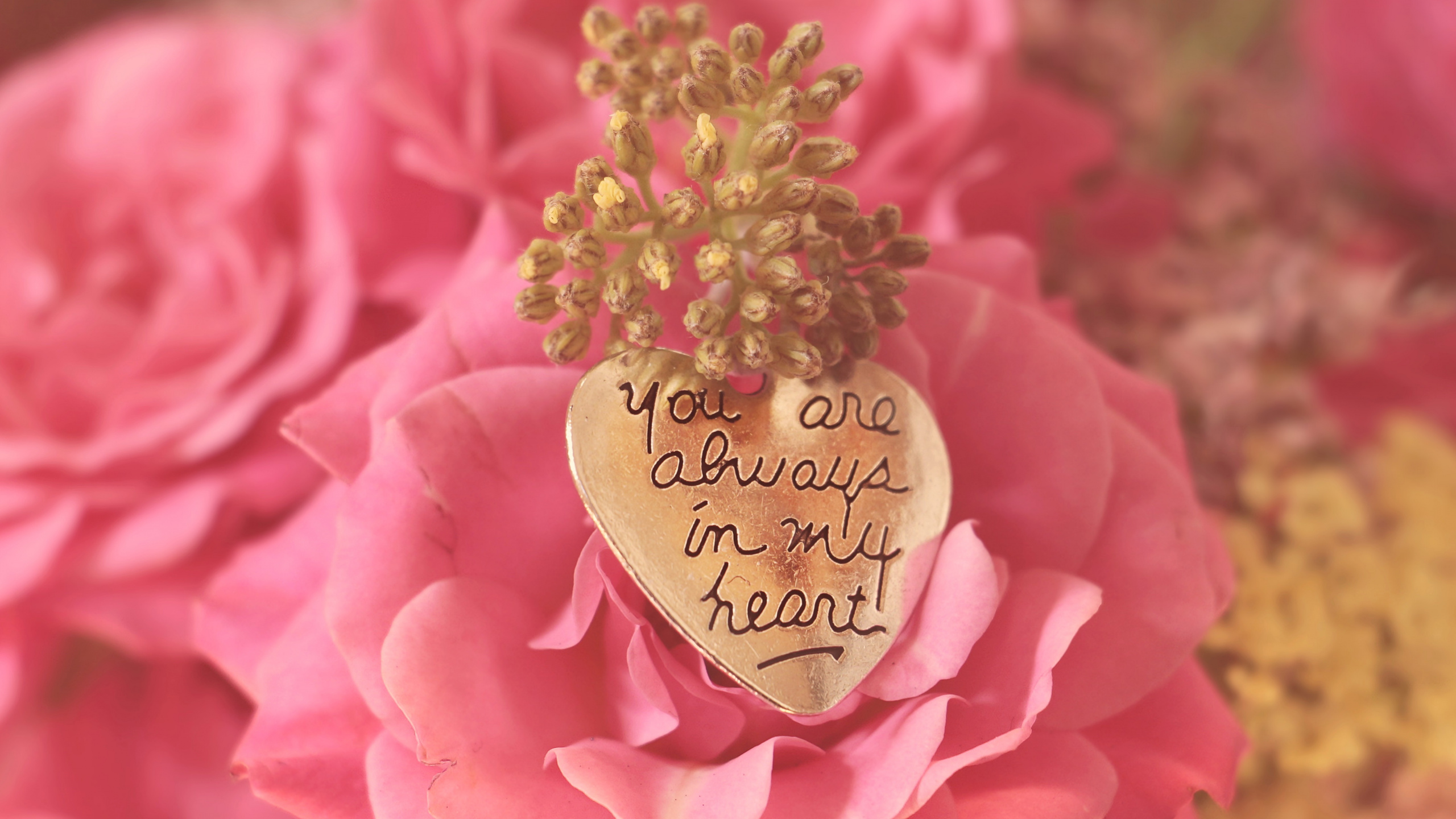 Valentines Day, Pink, Garden Roses, Flower, Petal. Wallpaper in 2560x1440 Resolution