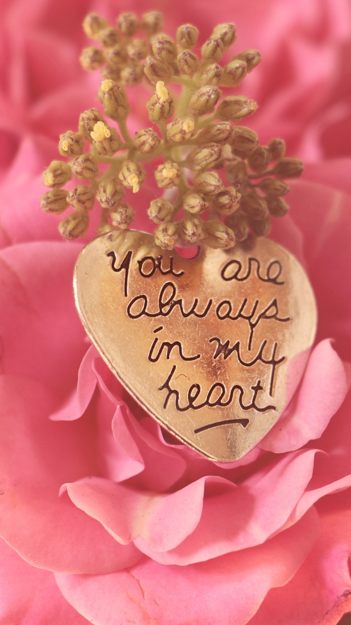 Valentines Day, Pink, Garden Roses, Flower, Petal. Wallpaper in 720x1280 Resolution