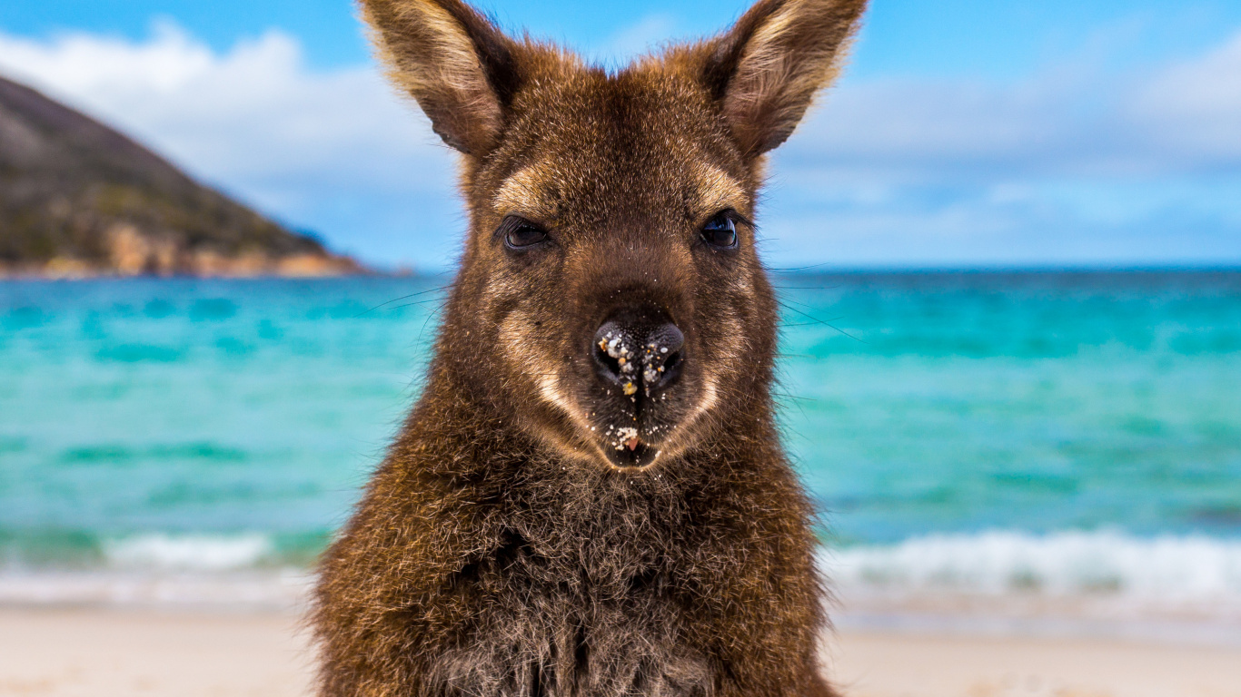 Brown Kangaroo on Beach During Daytime. Wallpaper in 1366x768 Resolution