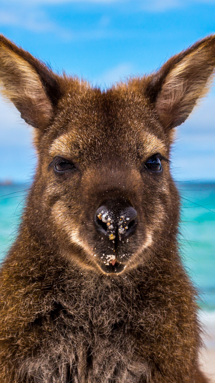 Brown Kangaroo on Beach During Daytime. Wallpaper in 750x1334 Resolution