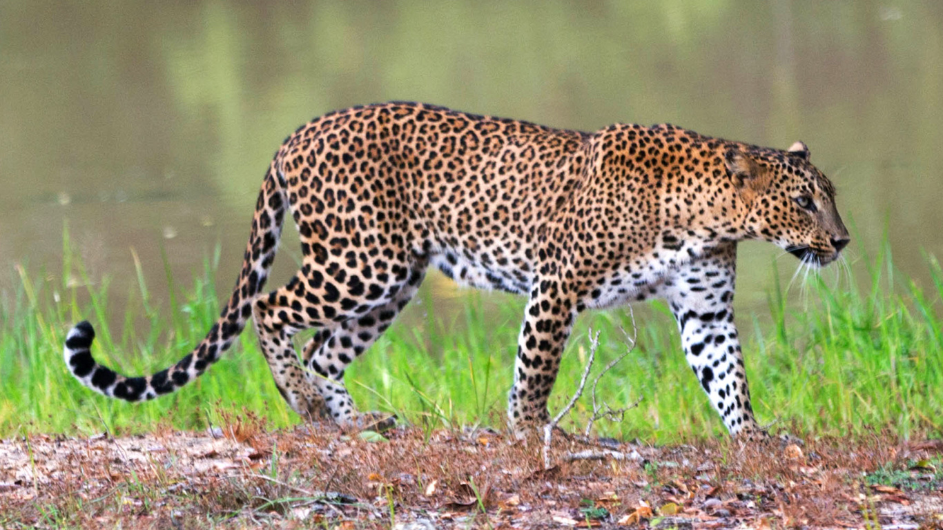 Leopard Läuft Auf Brauner Erde. Wallpaper in 1366x768 Resolution