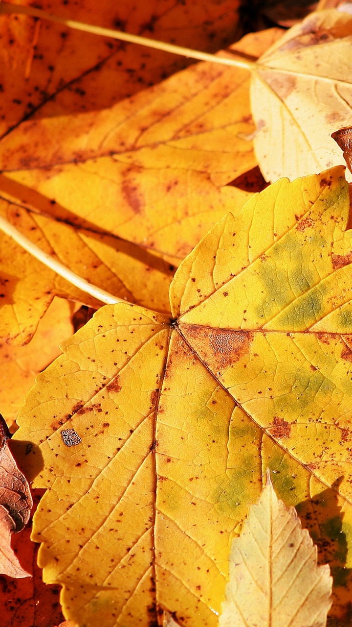 Feuilles Séchées Brunes au Sol. Wallpaper in 720x1280 Resolution