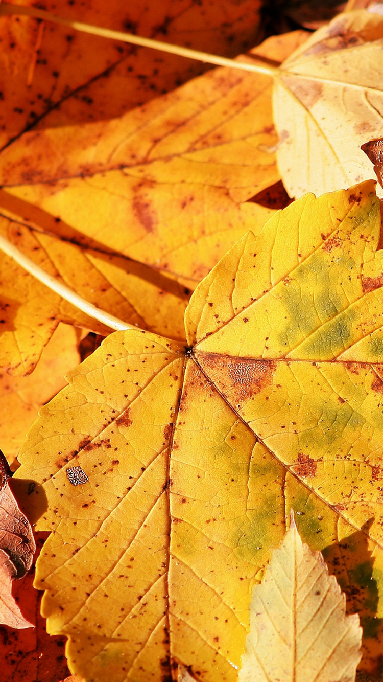 Feuilles Séchées Brunes au Sol. Wallpaper in 750x1334 Resolution