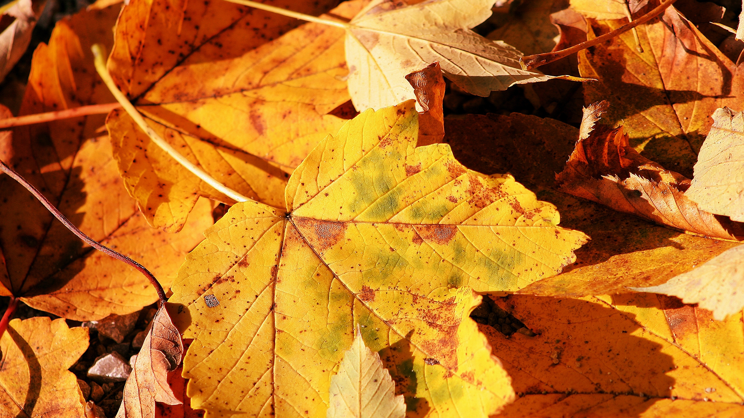 Braune Getrocknete Blätter Auf Dem Boden. Wallpaper in 2560x1440 Resolution