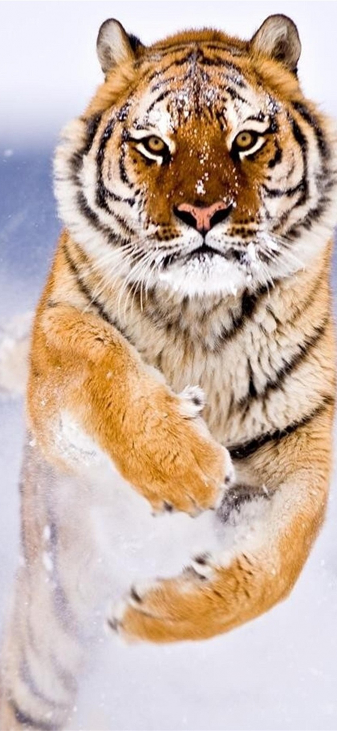 Brown and Black Tiger on Snow Covered Ground. Wallpaper in 1125x2436 Resolution