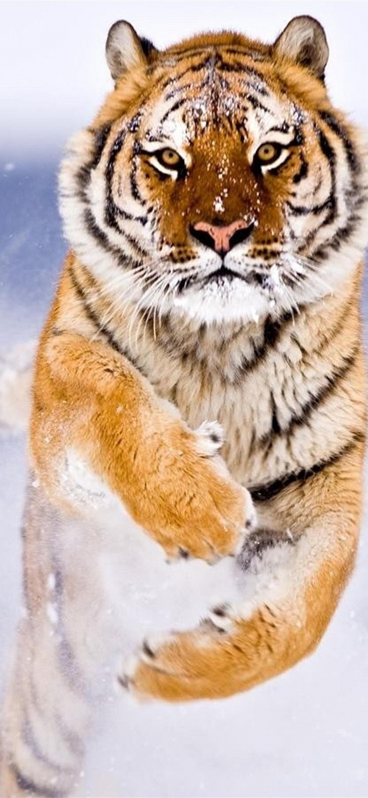 Brown and Black Tiger on Snow Covered Ground. Wallpaper in 1242x2688 Resolution