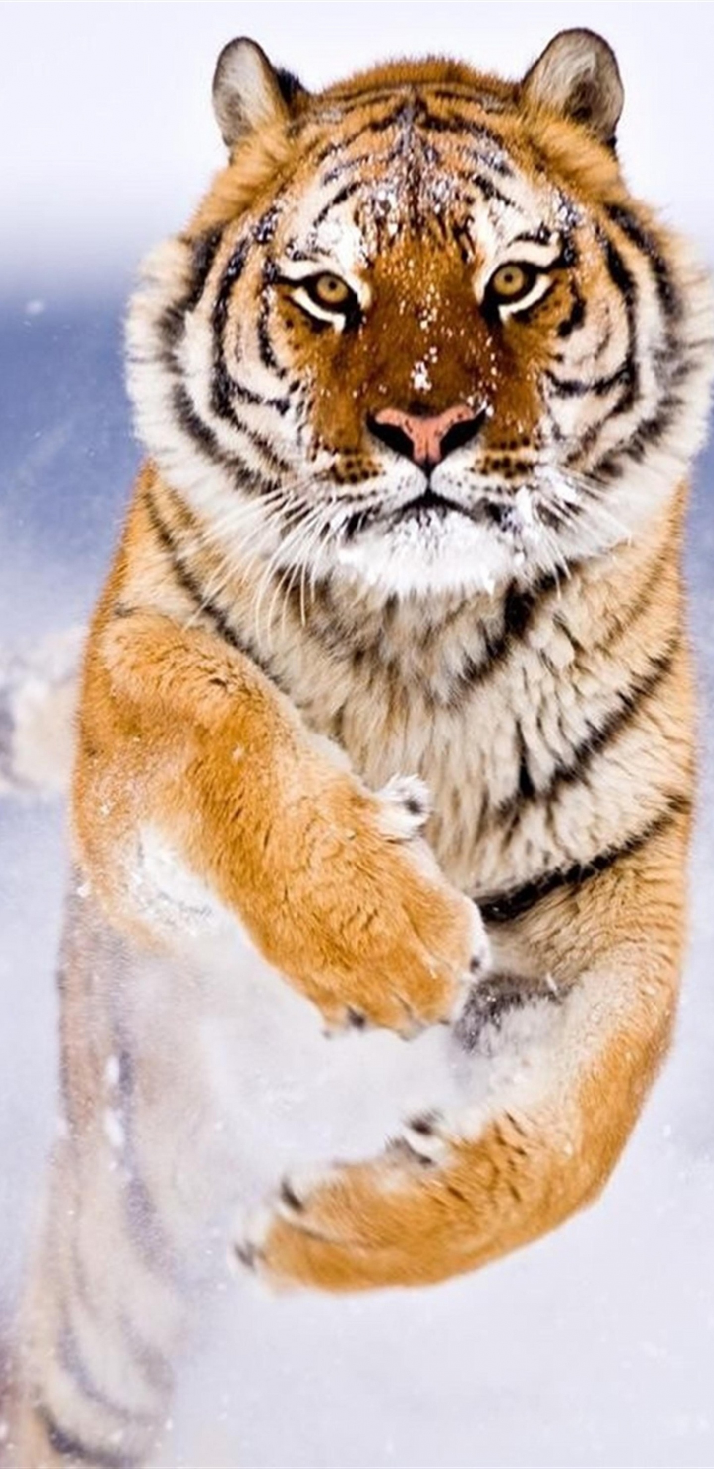 Brauner Und Schwarzer Tiger Auf Schneebedecktem Boden. Wallpaper in 1440x2960 Resolution