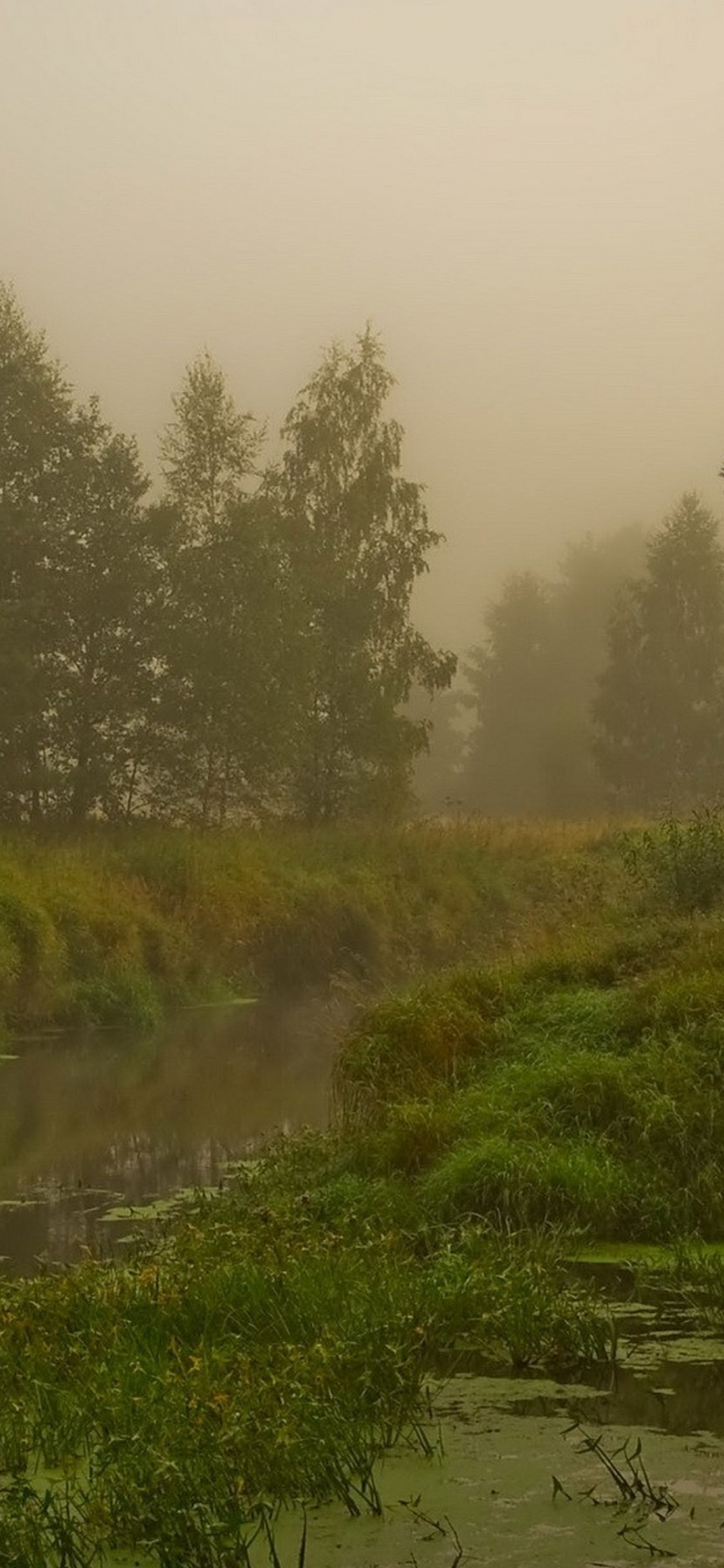 Green Grass Field Near River. Wallpaper in 1125x2436 Resolution