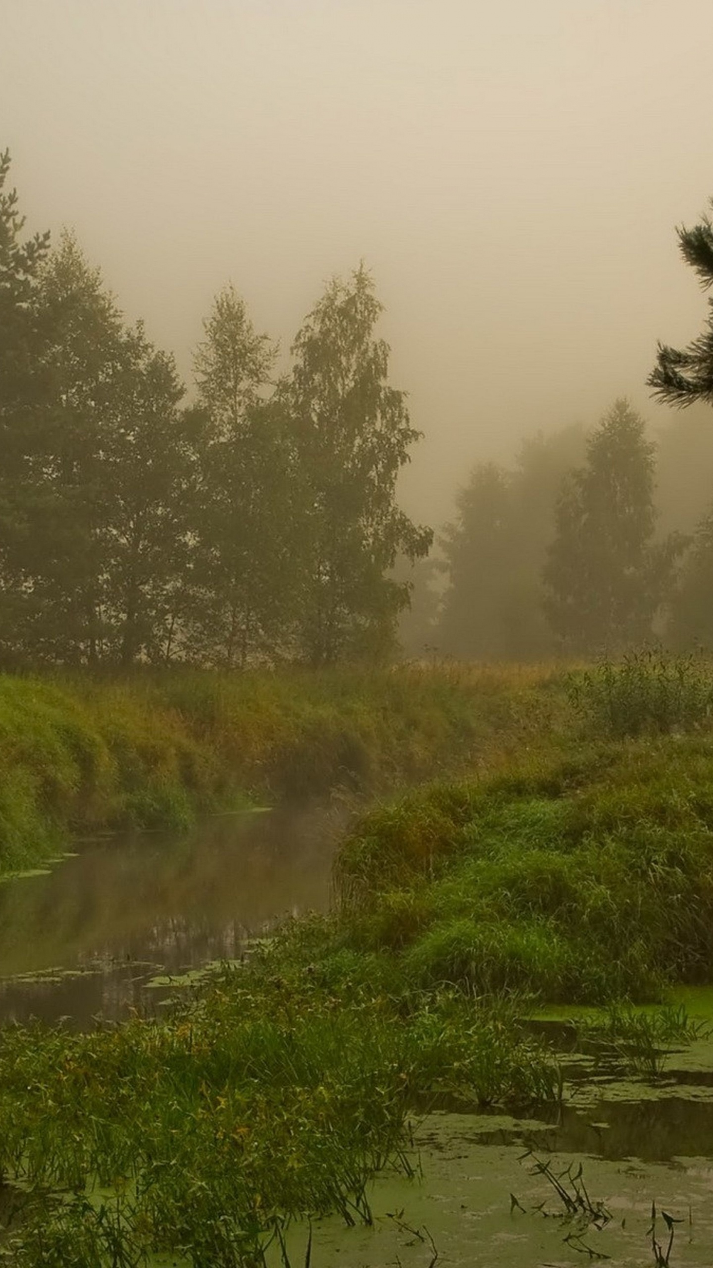 Green Grass Field Near River. Wallpaper in 1440x2560 Resolution