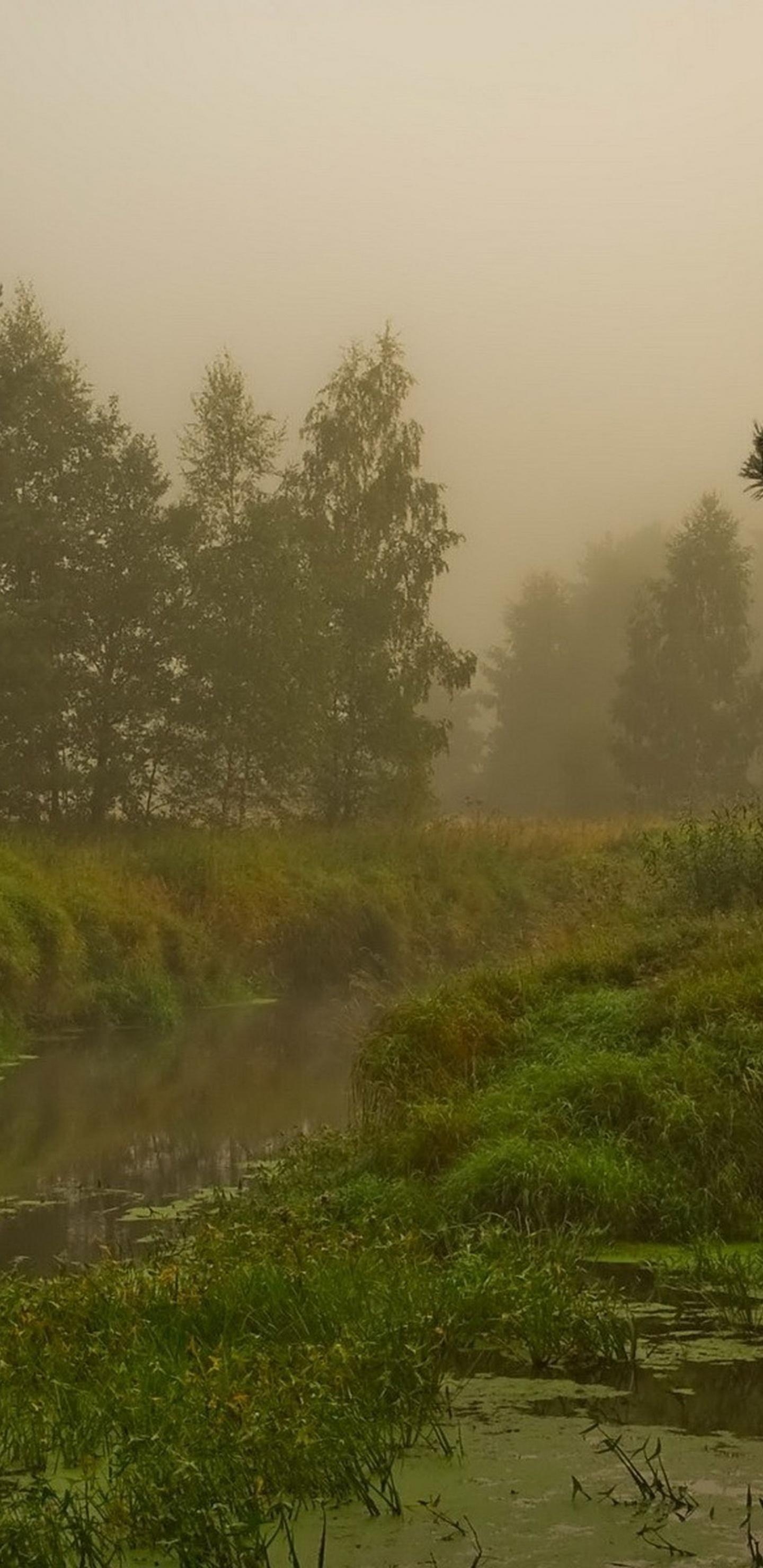 性质, 银行, 生态系统, 森林, 金秋季 壁纸 1440x2960 允许