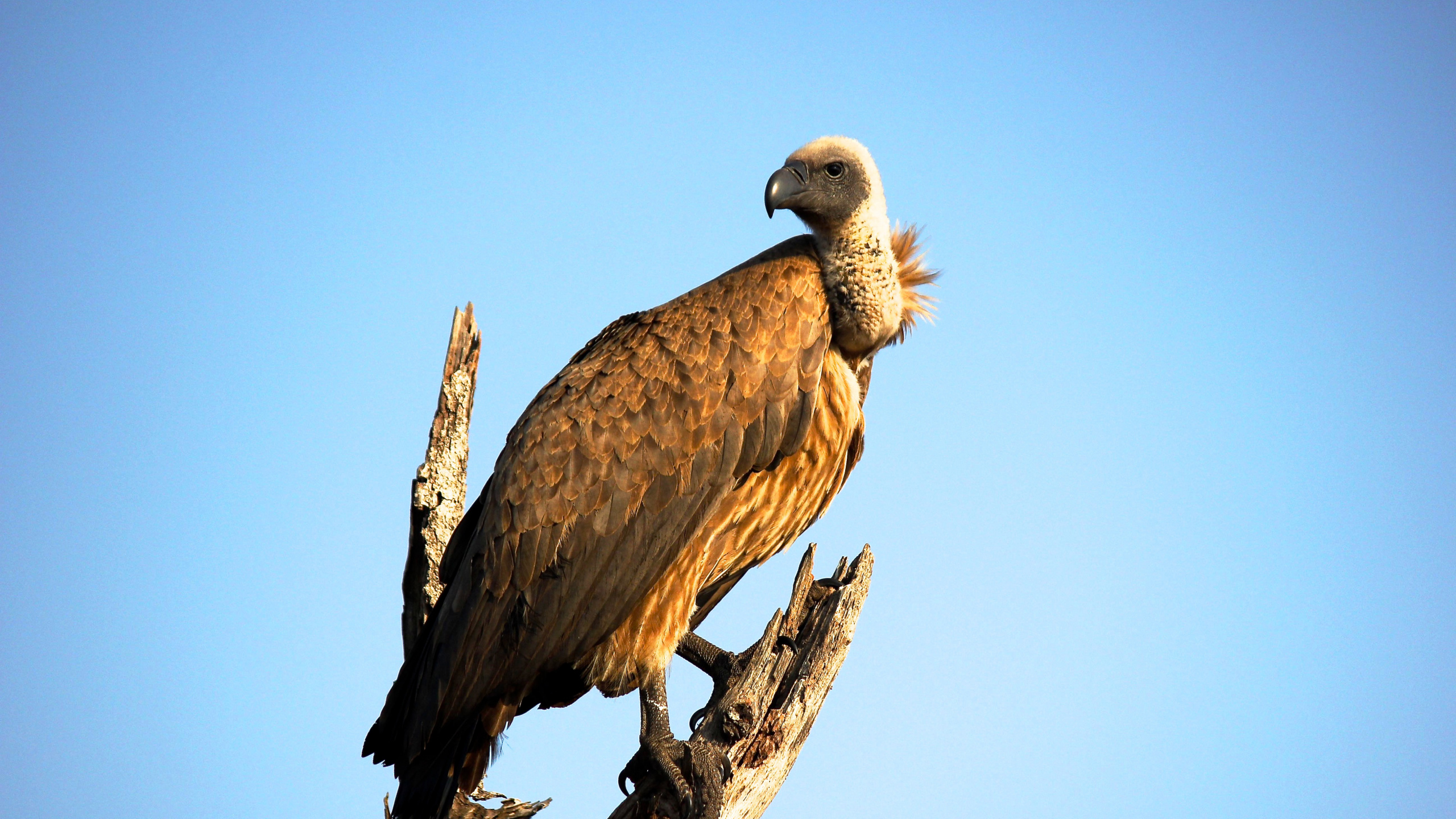 Brown and White Bird on Brown Tree Branch During Daytime. Wallpaper in 2560x1440 Resolution