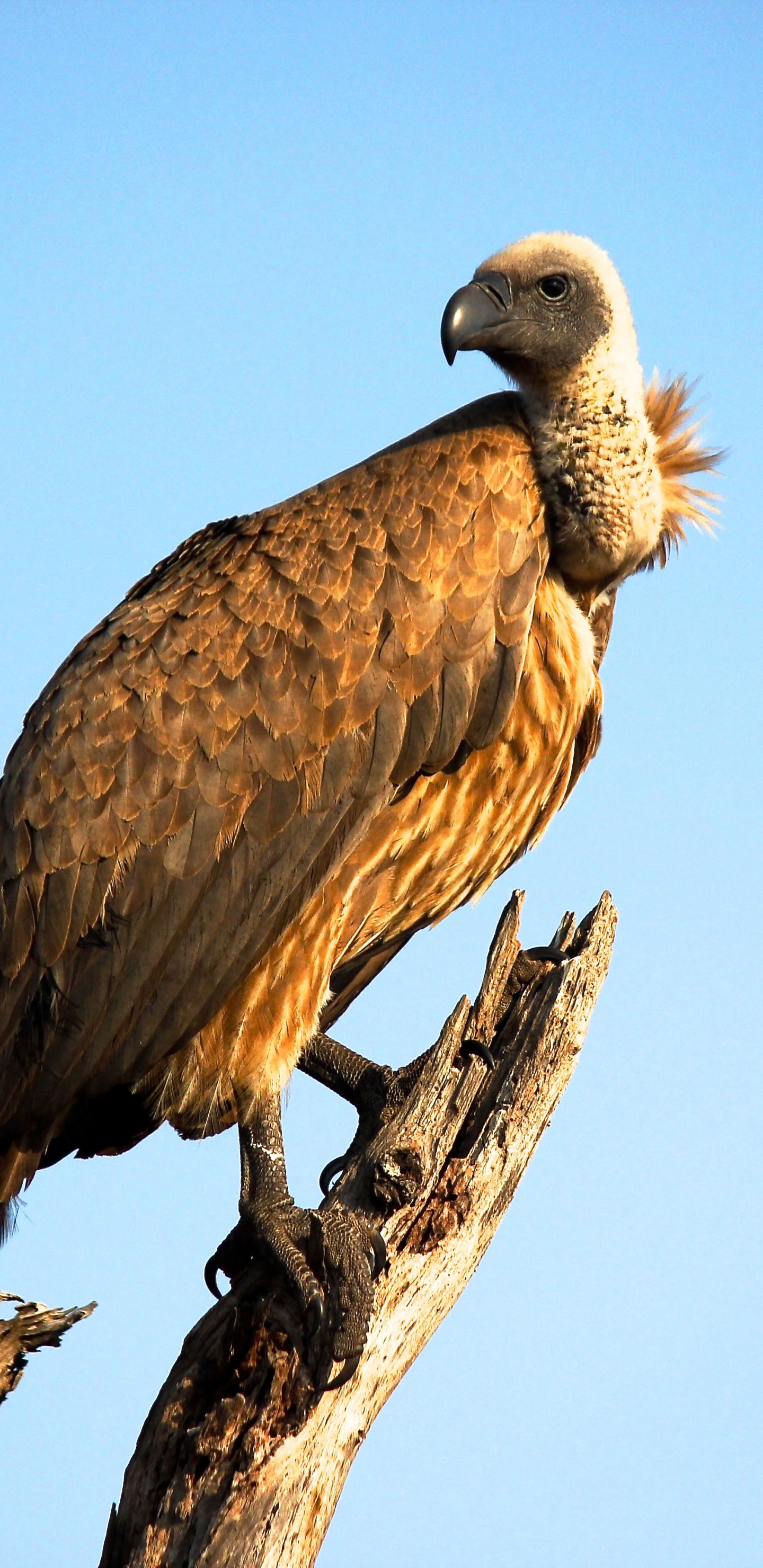 Pájaro Marrón y Blanco en la Rama de un Árbol Marrón Durante el Día. Wallpaper in 1440x2960 Resolution