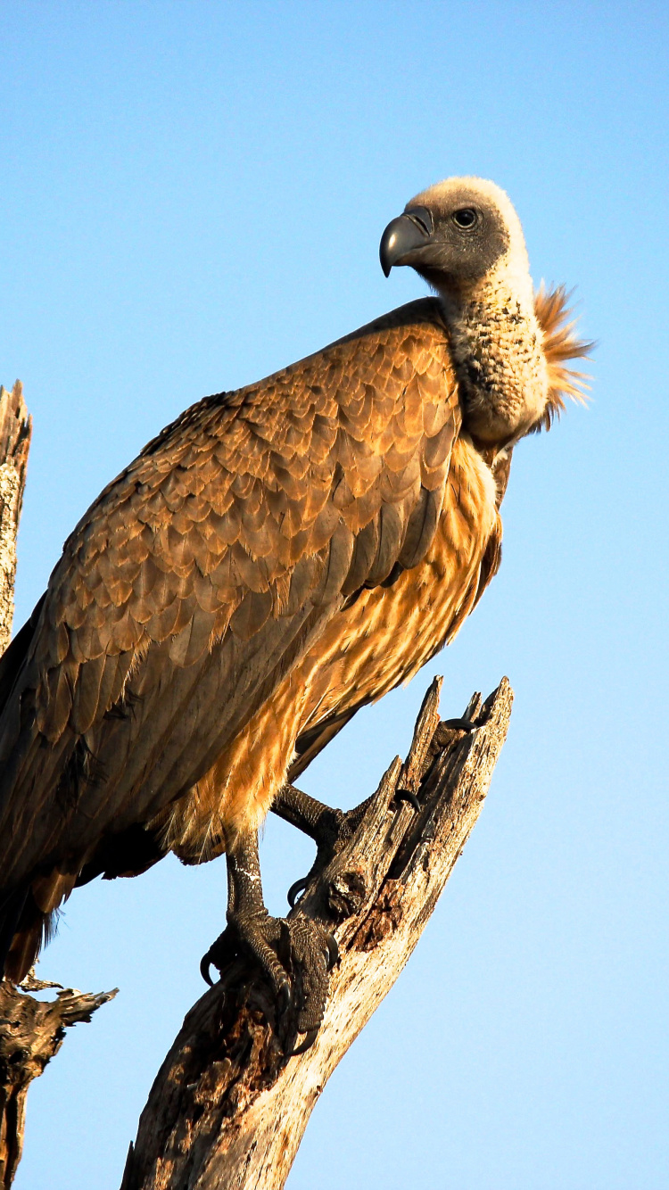 Brauner Und Weißer Vogel Auf Braunem Ast Tagsüber Day. Wallpaper in 750x1334 Resolution