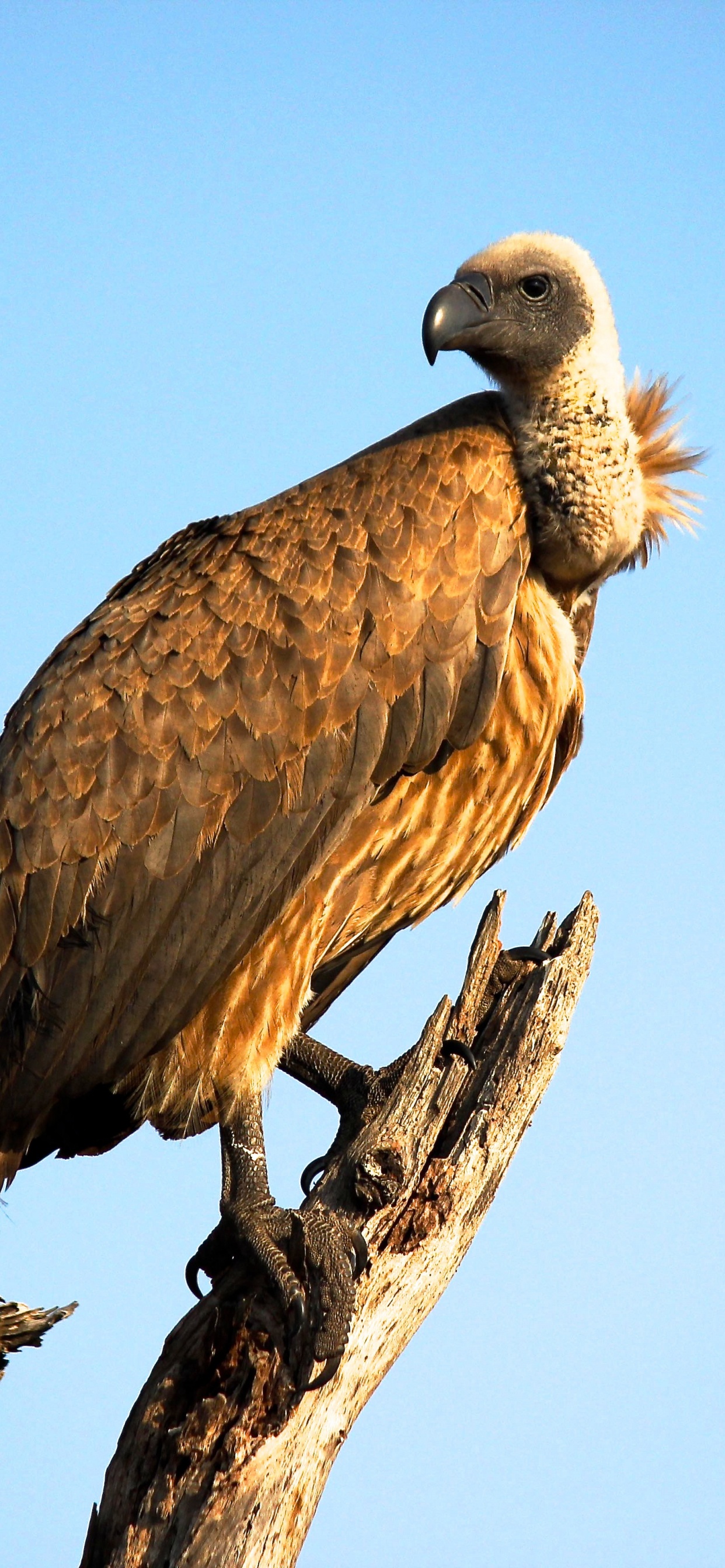 Oiseau Brun et Blanc Sur Une Branche D'arbre Brun Pendant la Journée. Wallpaper in 1242x2688 Resolution
