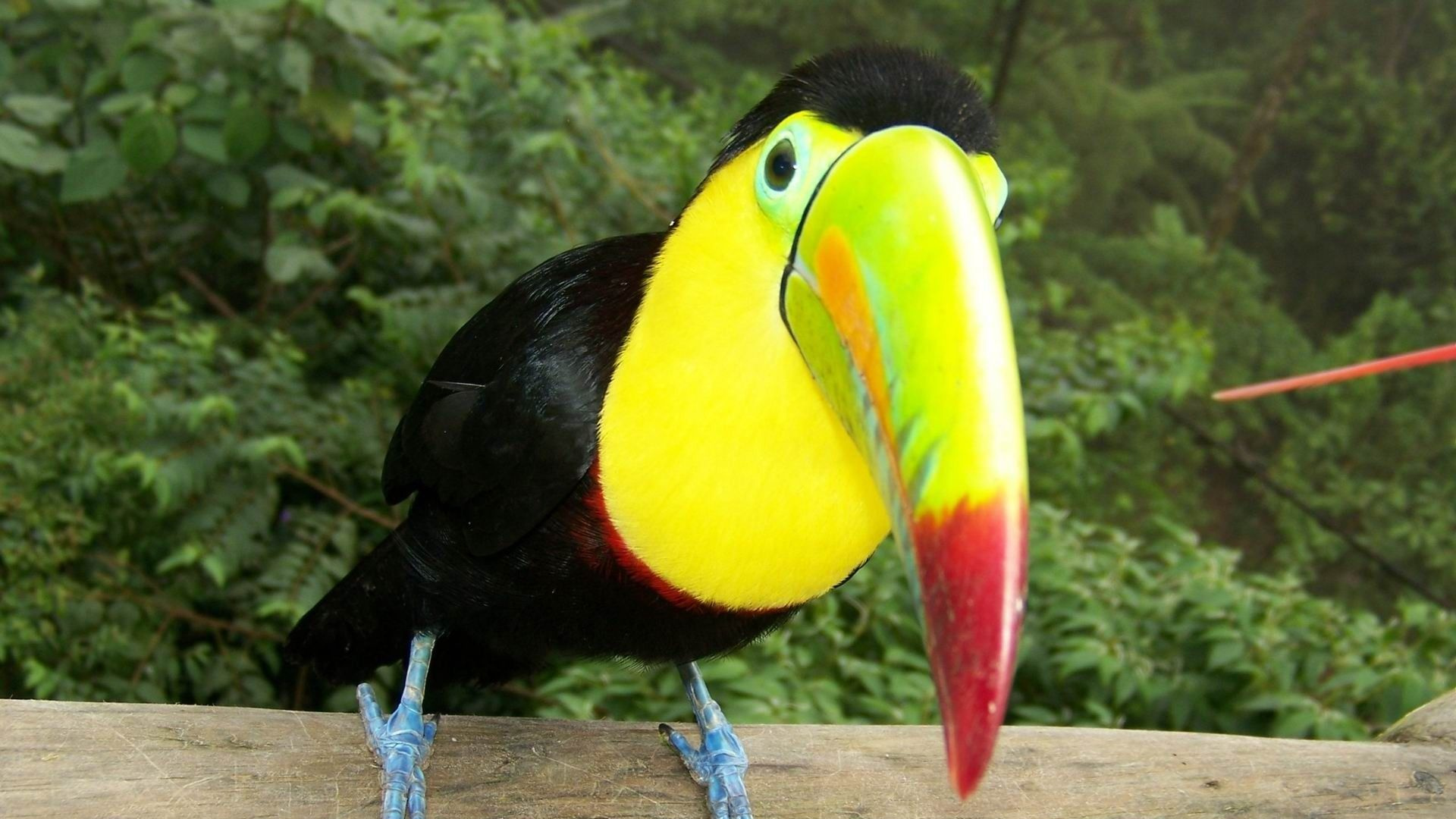 Black Yellow and Red Bird. Wallpaper in 1920x1080 Resolution