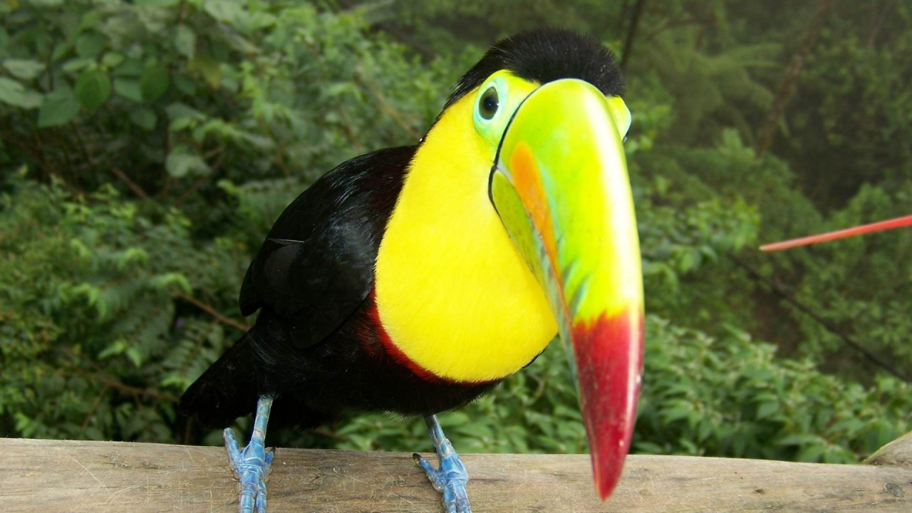 Schwarzer Gelber Und Roter Vogel. Wallpaper in 1280x720 Resolution