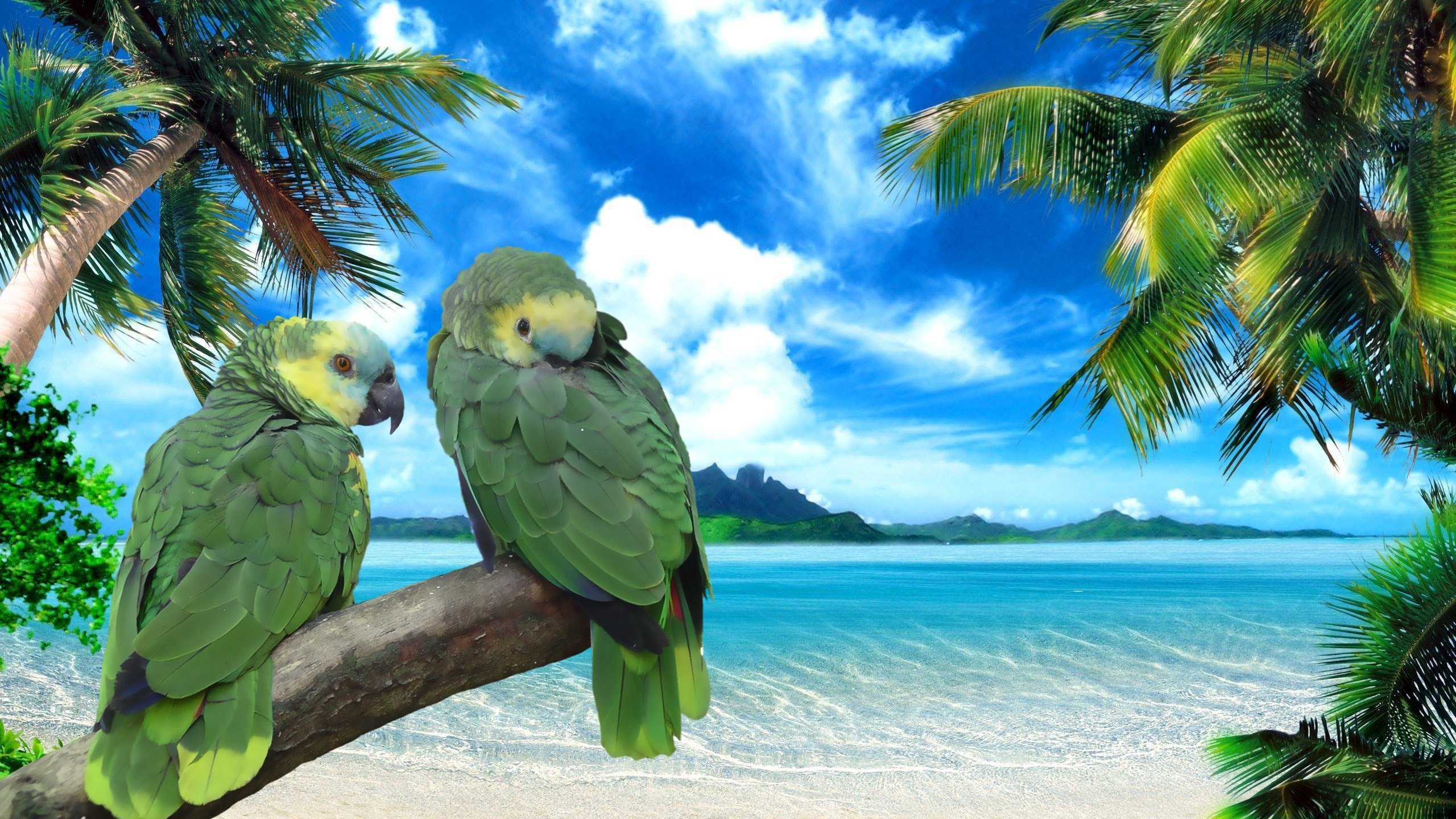 Plage, Mer, Oiseau, Perroquet, Tropique. Wallpaper in 2560x1440 Resolution