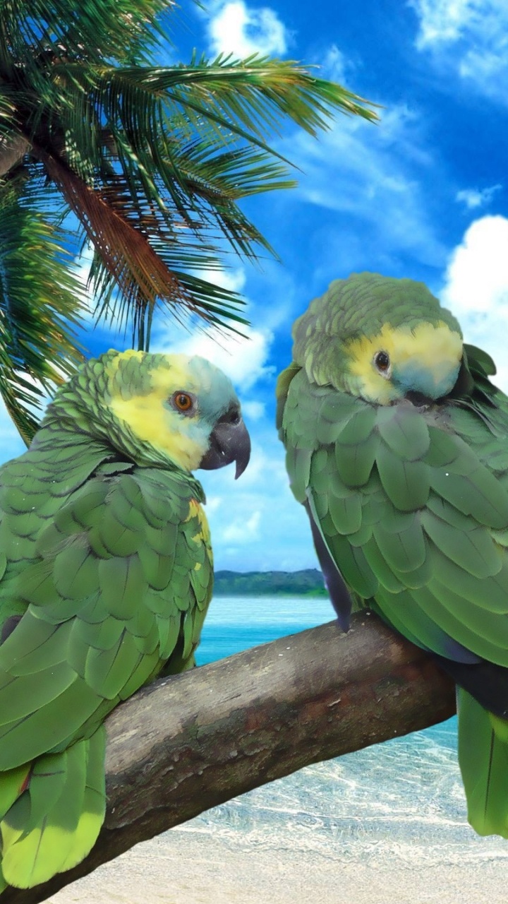 Strand, Meer, Vogel, Papagei, Tropics. Wallpaper in 720x1280 Resolution