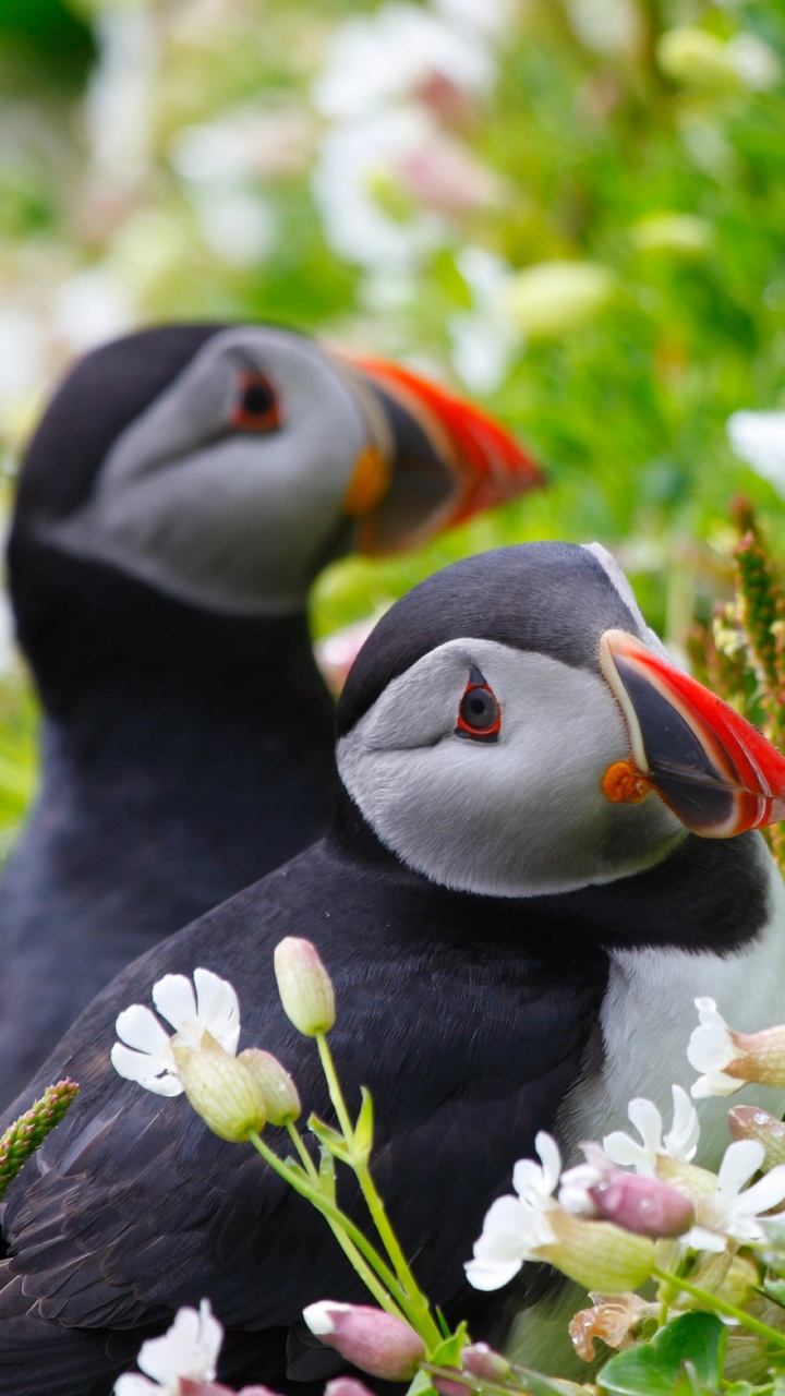 Schwarze Und Weiße Ente Auf Grünem Gras Tagsüber. Wallpaper in 720x1280 Resolution