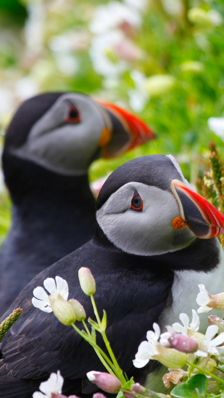 Canard Noir et Blanc Sur L'herbe Verte Pendant la Journée. Wallpaper in 750x1334 Resolution