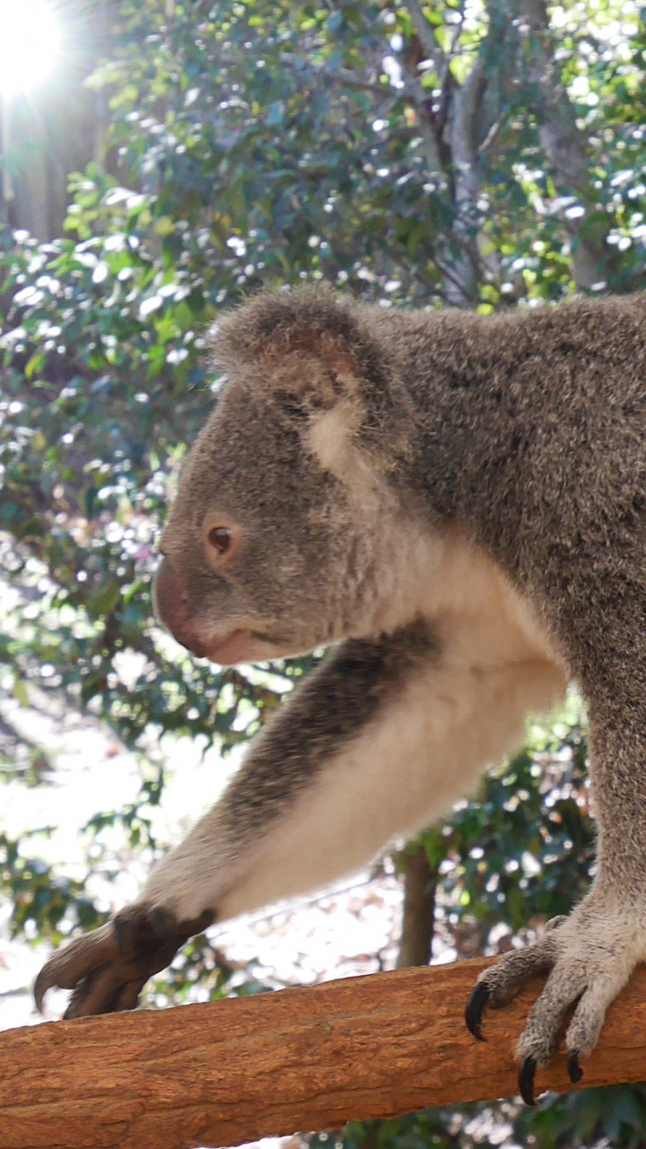 Koala Sur Une Branche D'arbre Brun Pendant la Journée. Wallpaper in 720x1280 Resolution