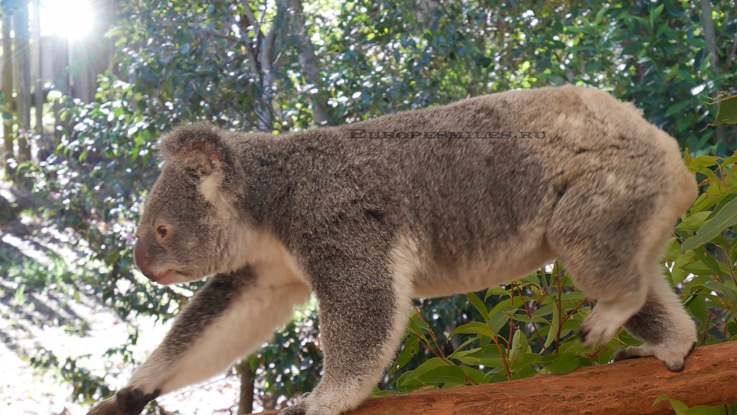 Koala Bear on Brown Tree Branch During Daytime. Wallpaper in 2560x1440 Resolution