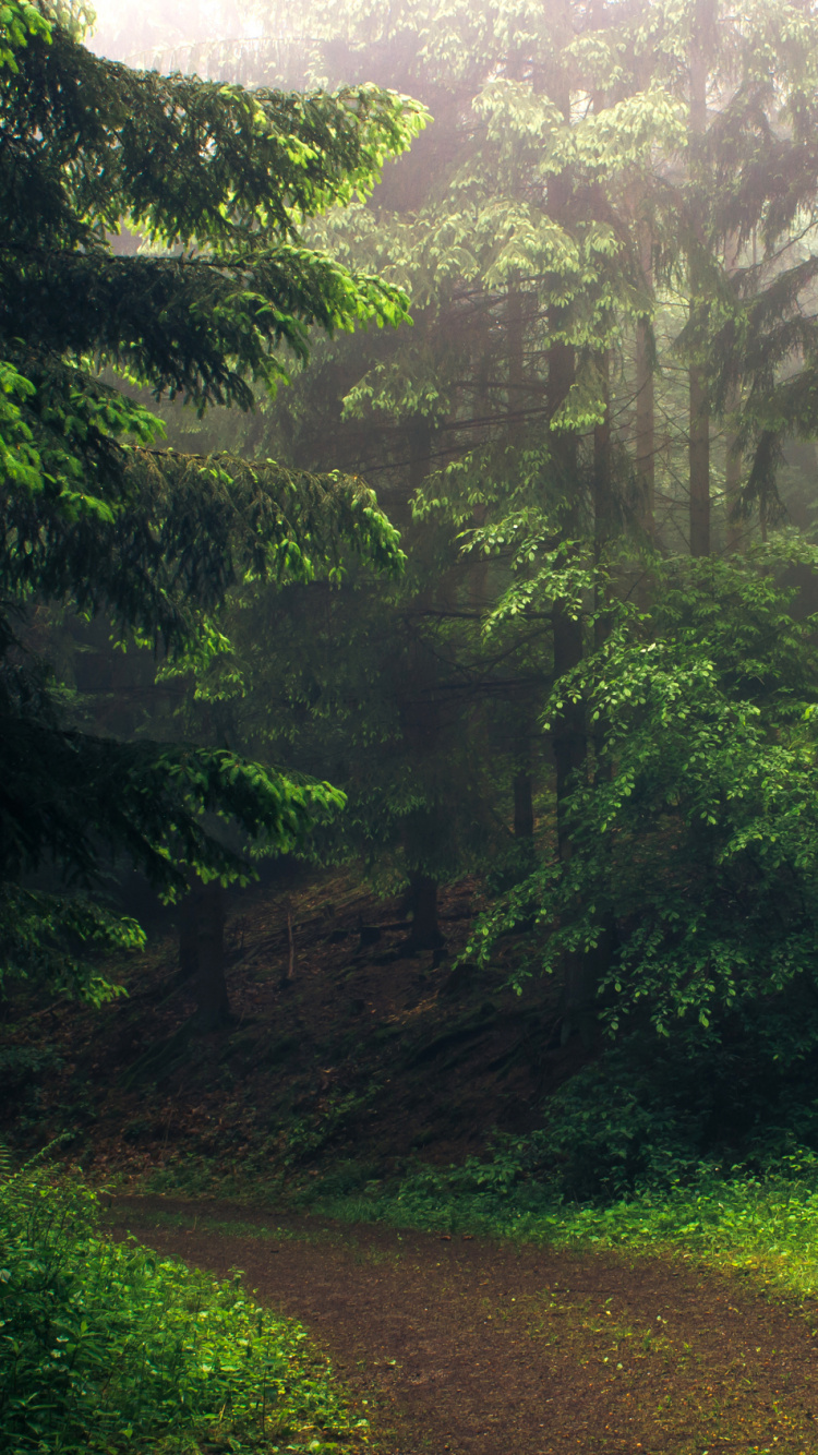 Green Trees on Green Grass Field During Daytime. Wallpaper in 750x1334 Resolution