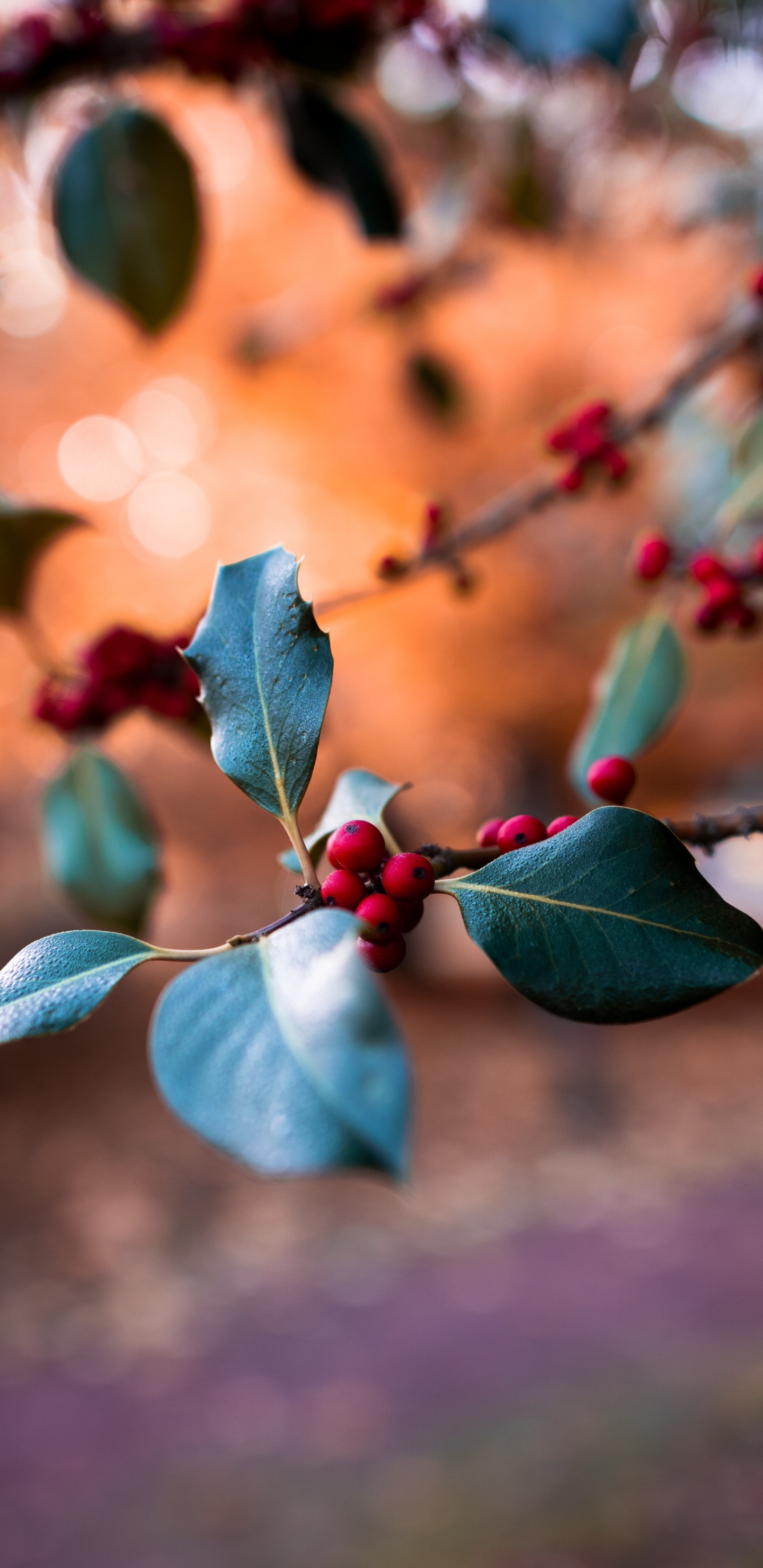 Azul, Sucursal, Primavera, Ramita, Baya. Wallpaper in 1440x2960 Resolution