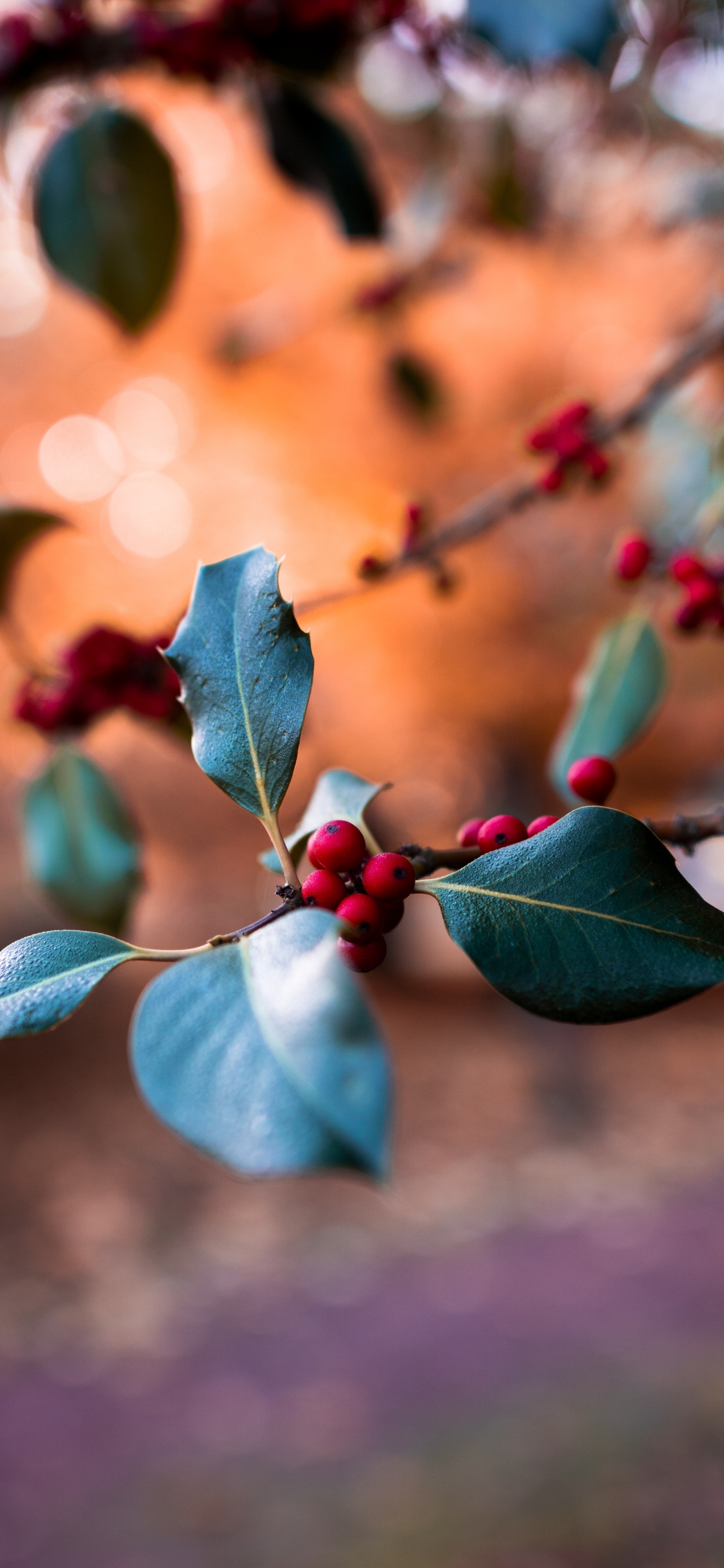 Leaf, Blue, Branch, Plant, Spring. Wallpaper in 1242x2688 Resolution