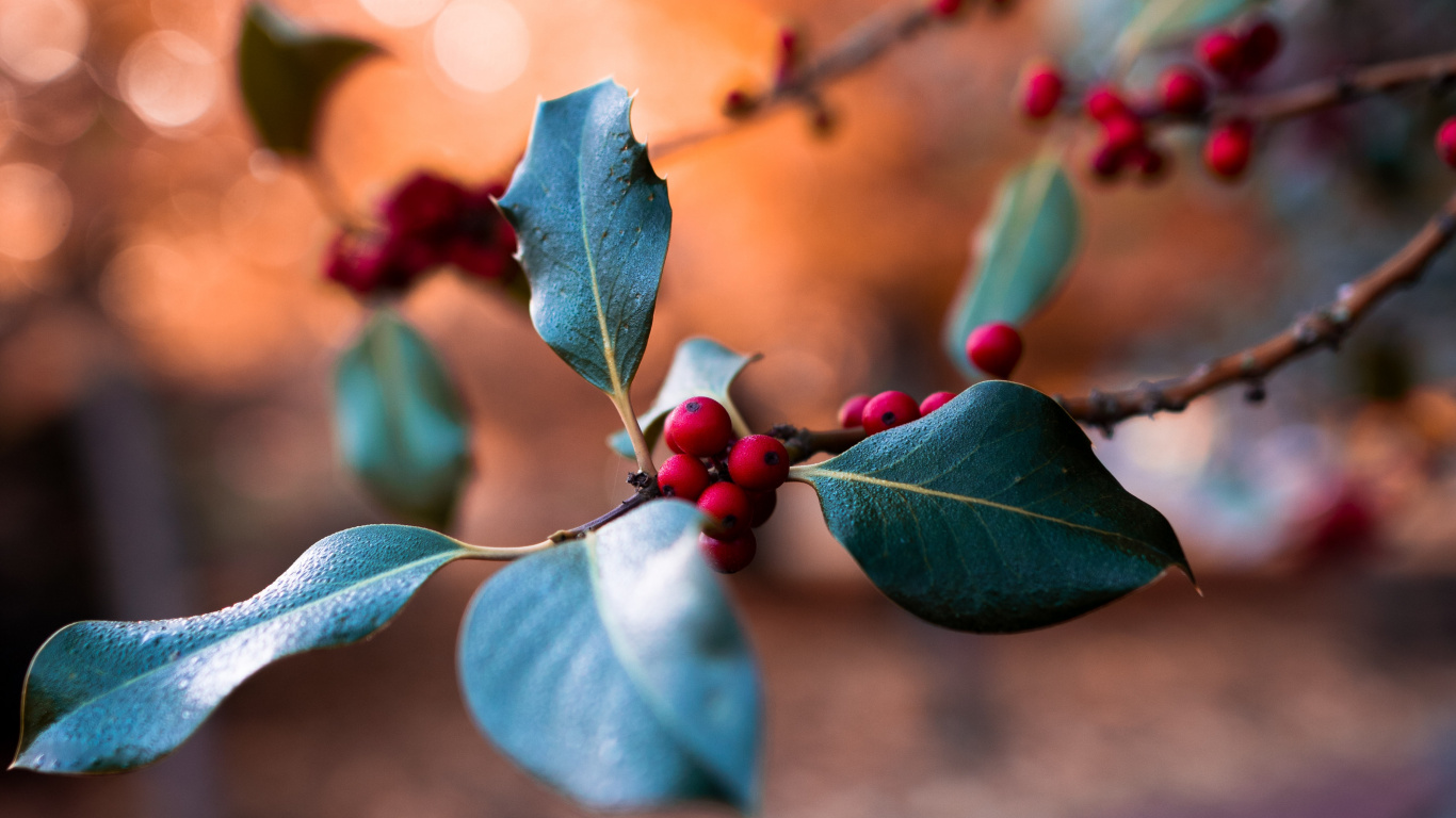 Leaf, Blue, Branch, Plant, Spring. Wallpaper in 1366x768 Resolution