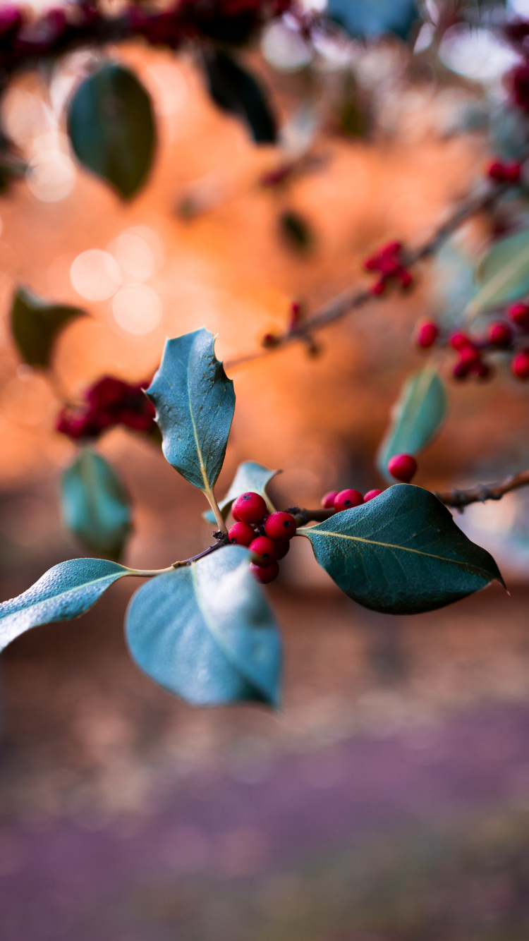 Leaf, Blue, Branch, Plant, Spring. Wallpaper in 750x1334 Resolution