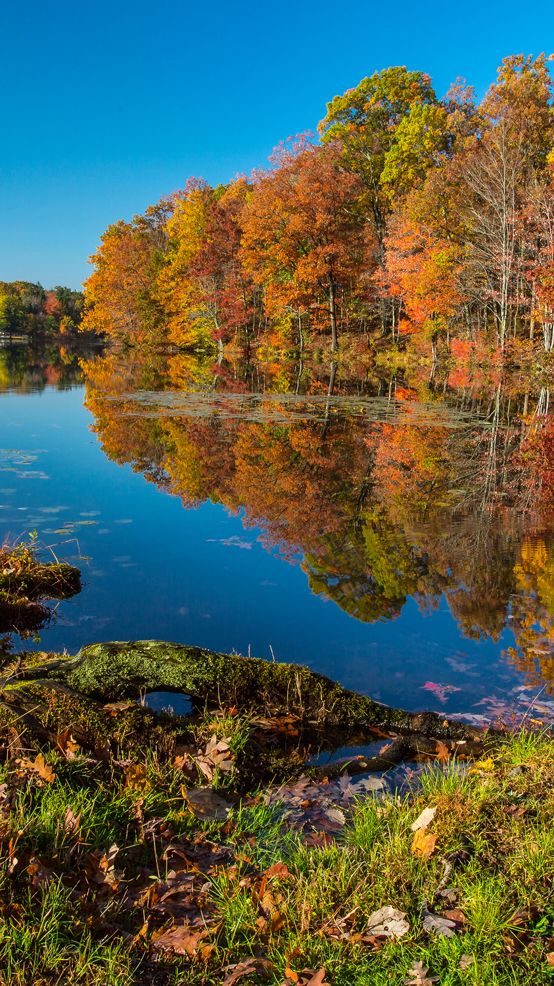 Reflexion, Herbst, Baum, Wasser, Wasserressourcen. Wallpaper in 1080x1920 Resolution