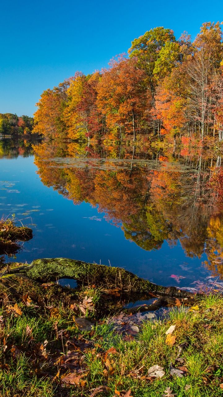 Reflexion, Herbst, Baum, Wasser, Wasserressourcen. Wallpaper in 720x1280 Resolution