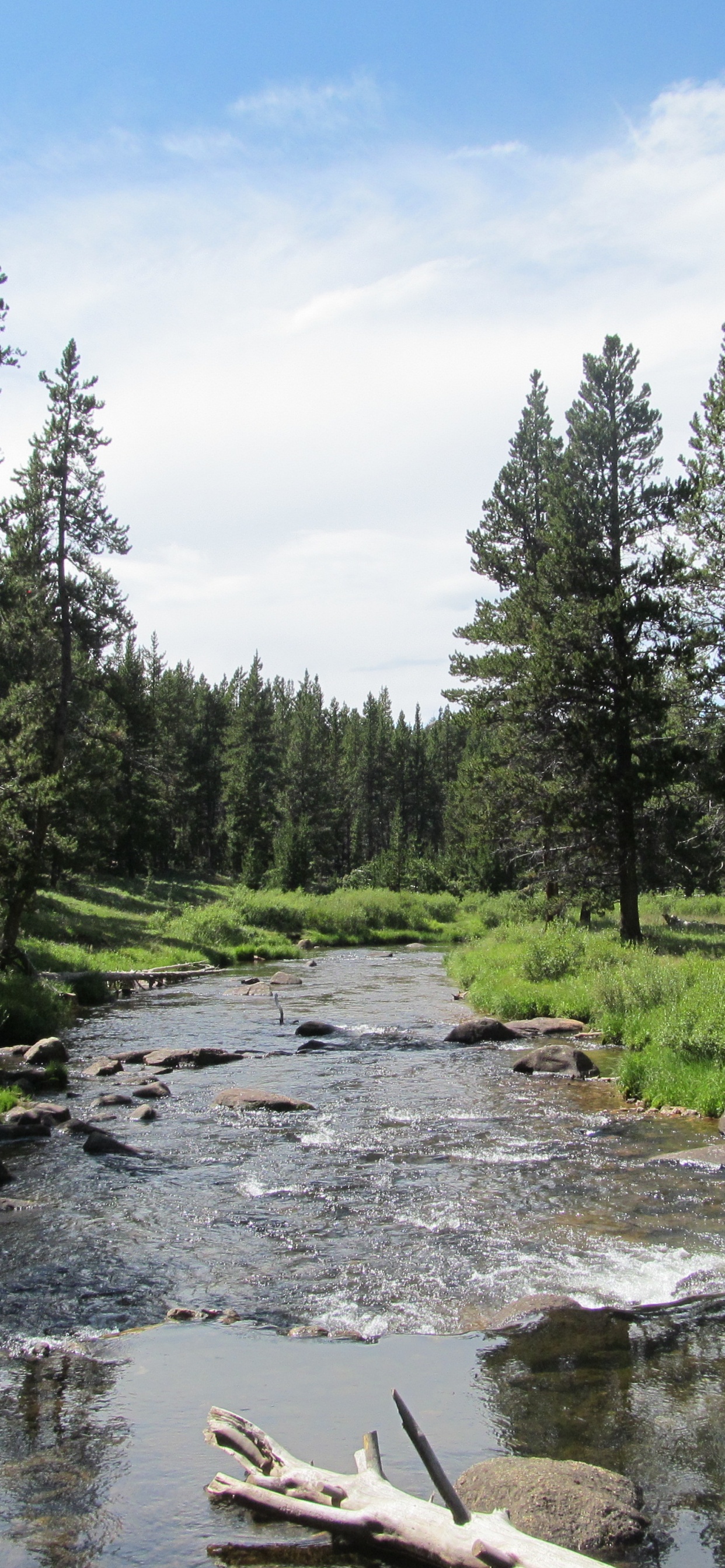 Árboles Verdes Junto al Río Bajo un Cielo Azul Durante el Día. Wallpaper in 1242x2688 Resolution