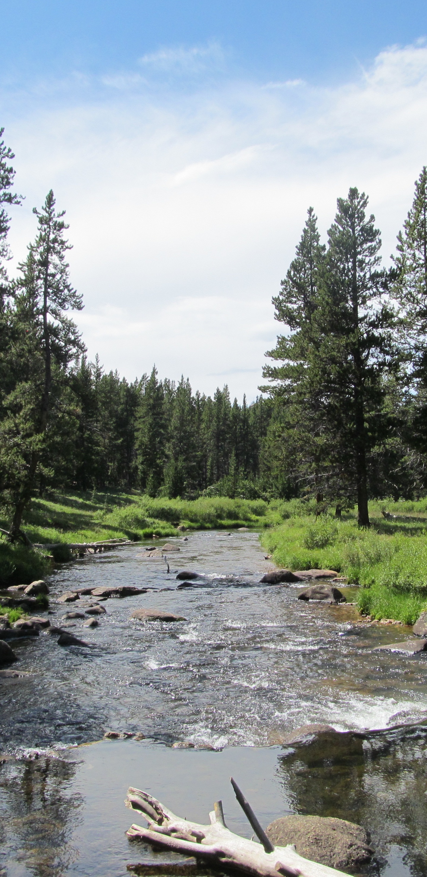 Green Trees Beside River Under Blue Sky During Daytime. Wallpaper in 1440x2960 Resolution