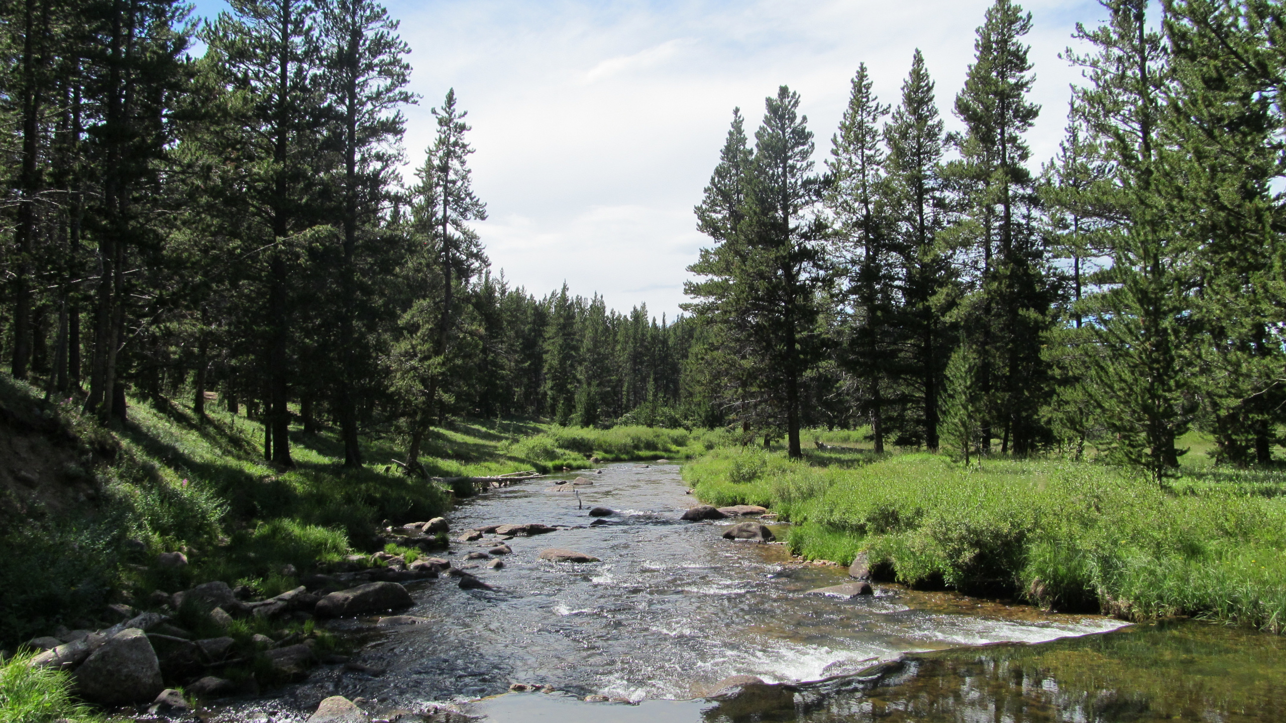 Green Trees Beside River Under Blue Sky During Daytime. Wallpaper in 2560x1440 Resolution