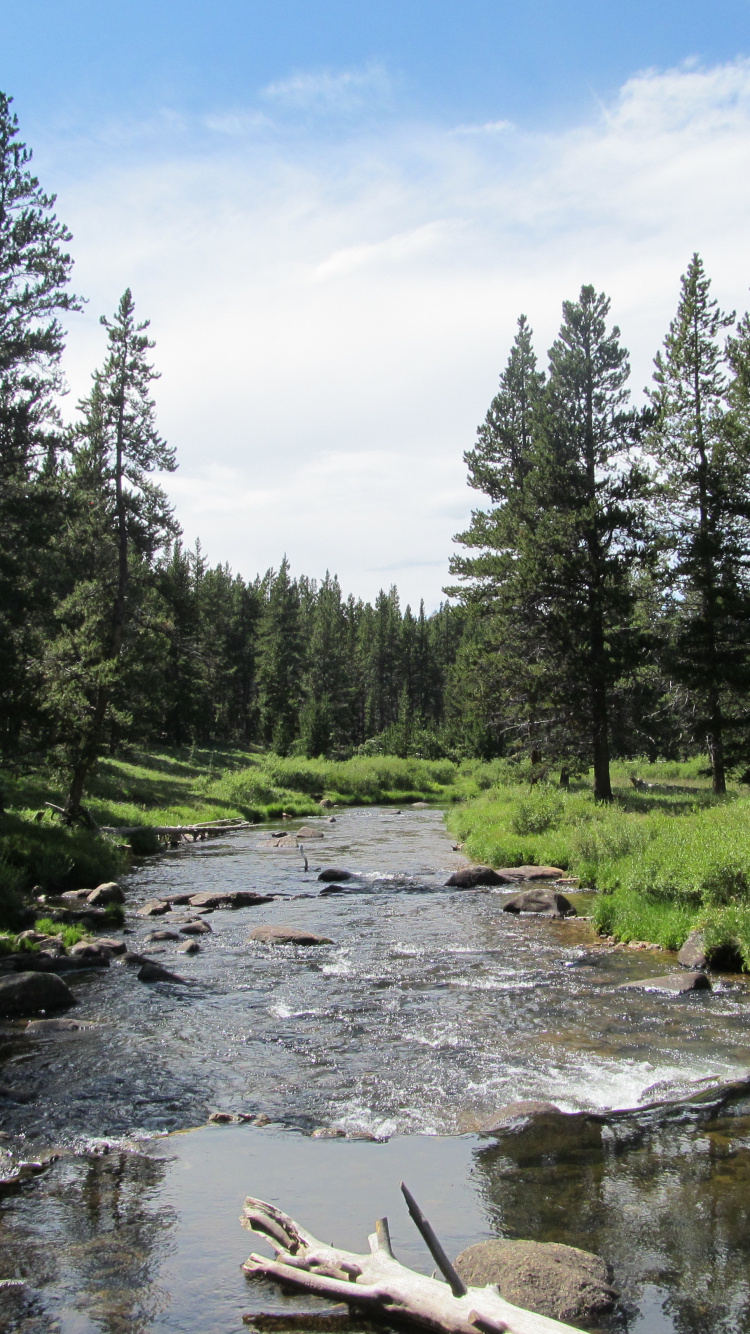 Green Trees Beside River Under Blue Sky During Daytime. Wallpaper in 750x1334 Resolution