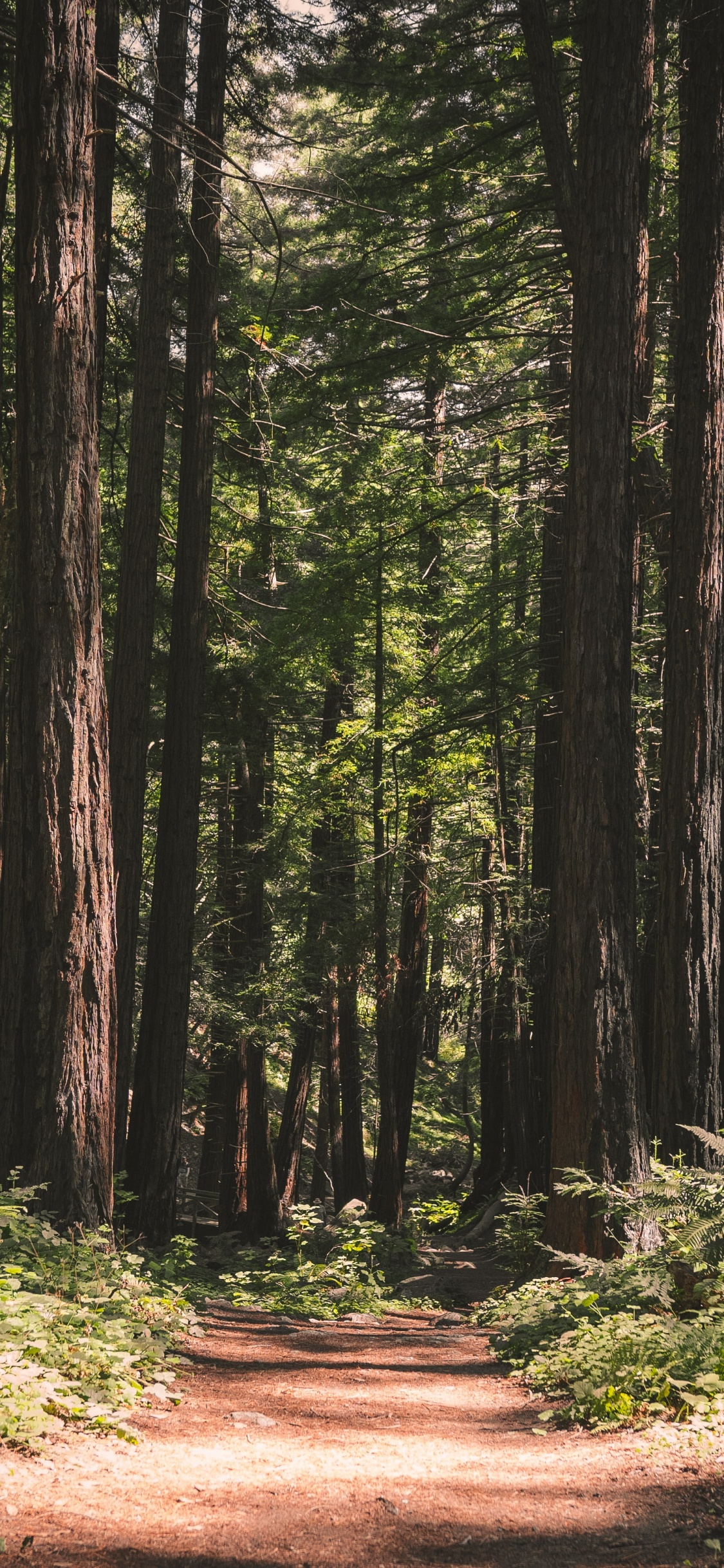 Baum, Wald, Natürlichen Umgebung, Naturlandschaft, Natur. Wallpaper in 1125x2436 Resolution